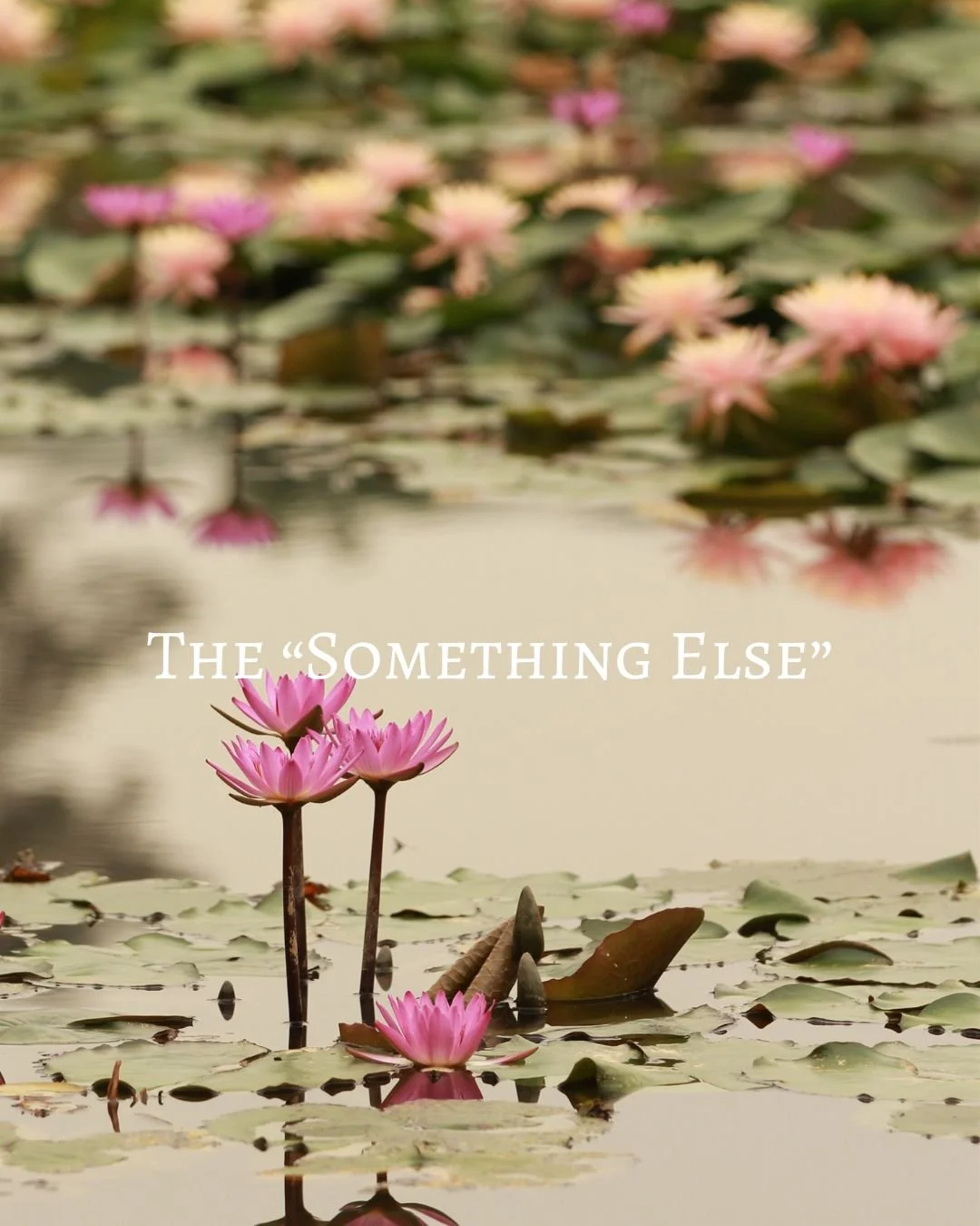 The Something Else Series        Rebirth and Alignment