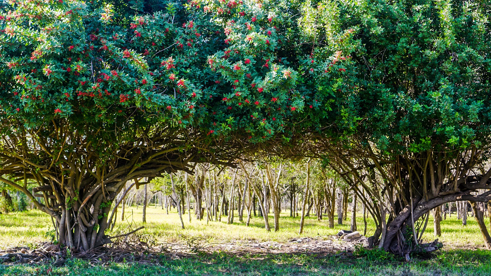 A LITTLE HISTORY: OUR ROOTS