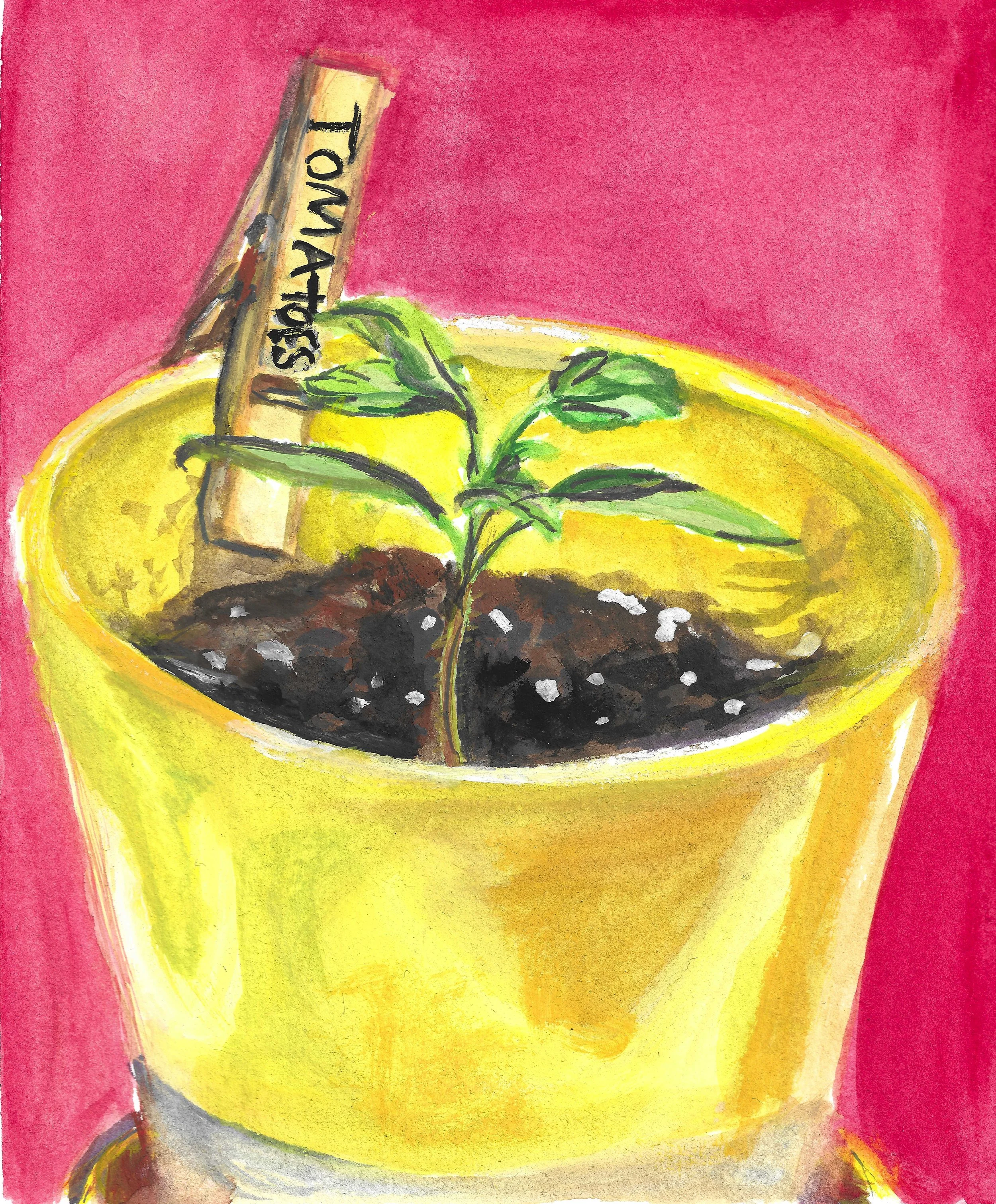 tomatoes original.jpg