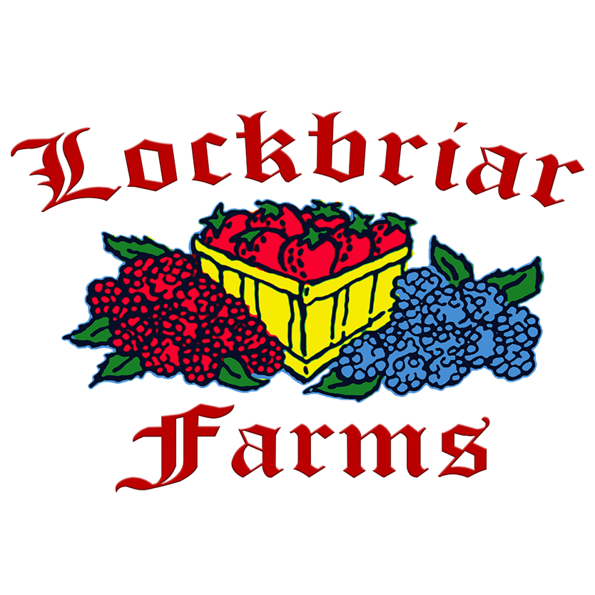 Logo for Lockbriar Farms featuring a basket of strawberries in the center, flanked by clusters of red and blue berries, with the name "Lockbriar Farms" written in red Gothic-style font above and below.