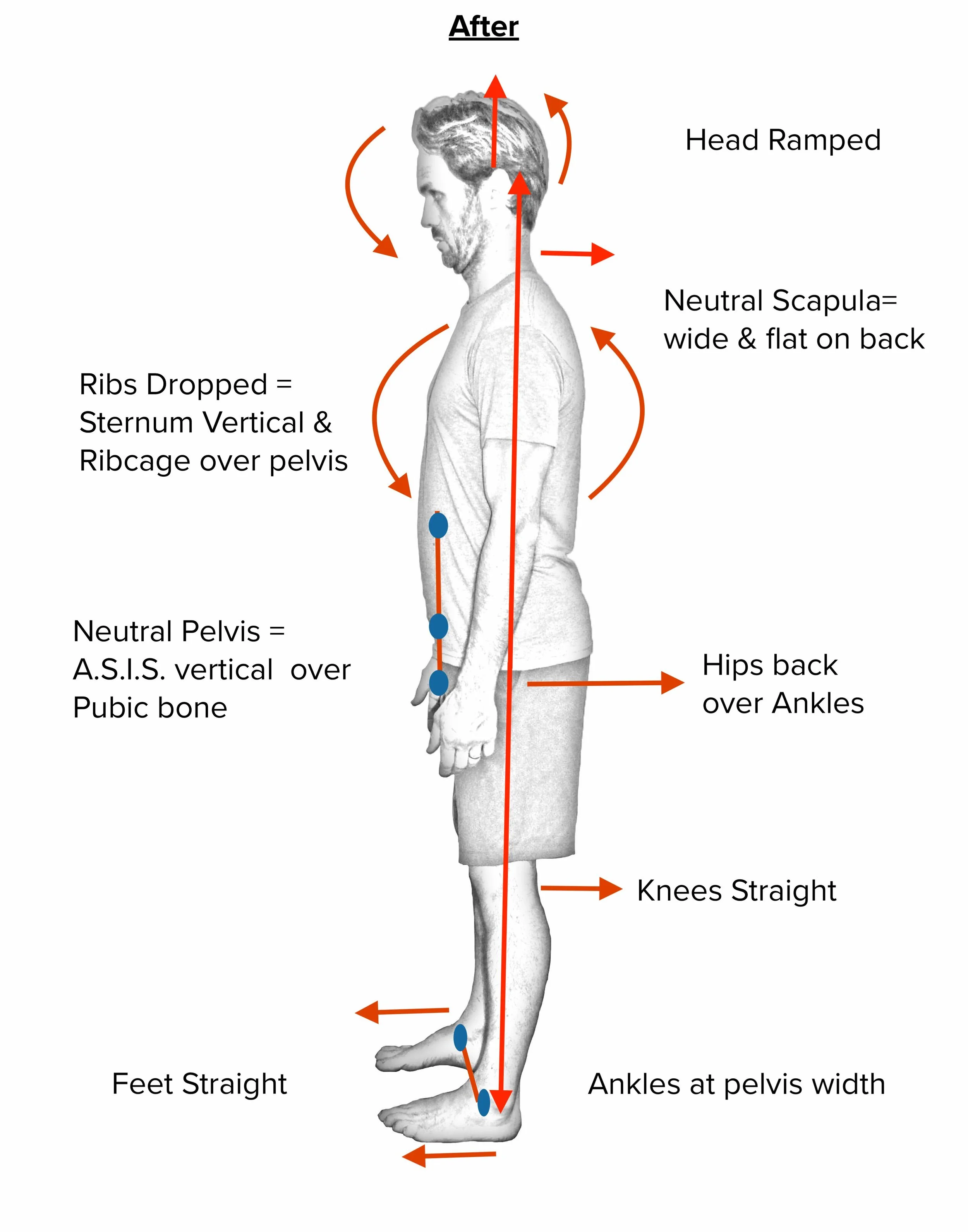 Proper Body Alignment _ Posture Power: How To Correct Your Body’s ...
