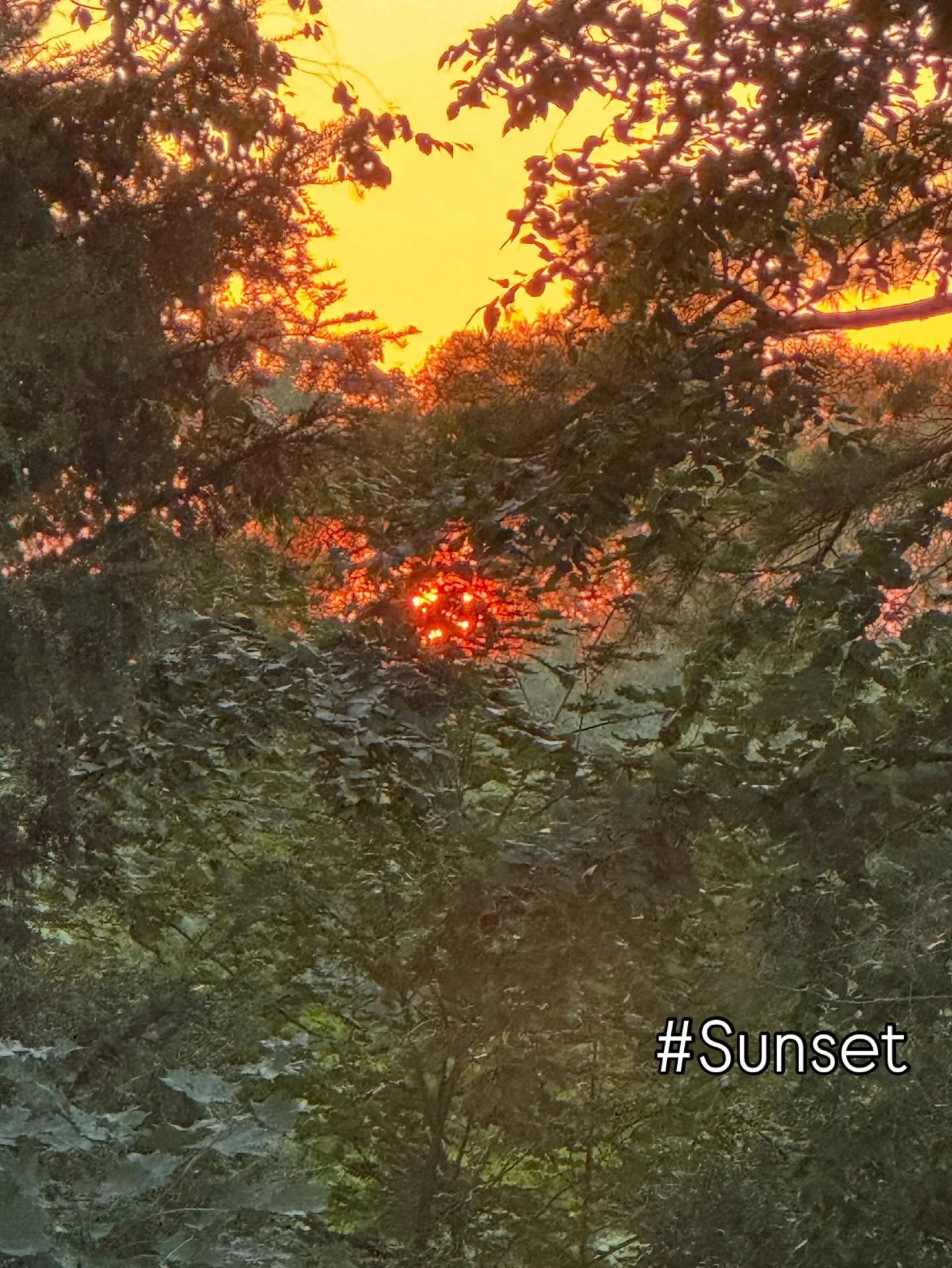 #sunset