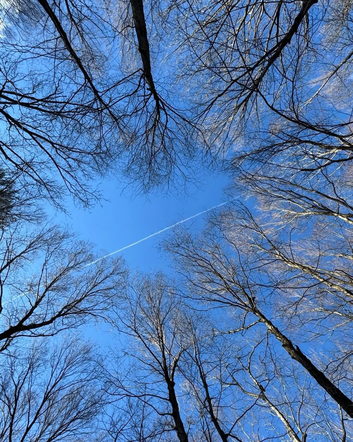 #foundhearts #walkingmissdaisy🐾 #naturesbeauty
