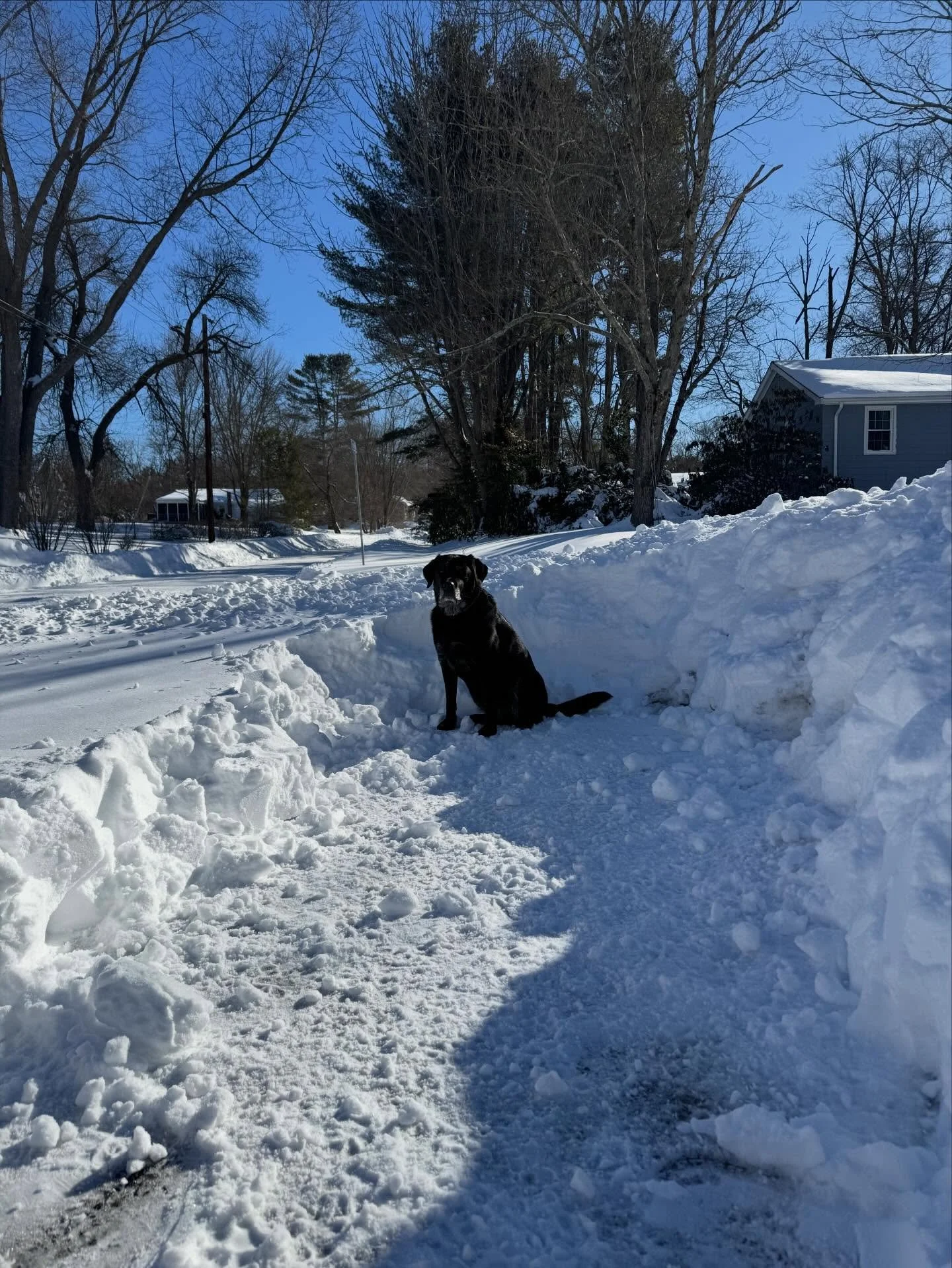 #trappedbeast not a happy camper. Her people shovel too slowly😆❄️❄️❄️