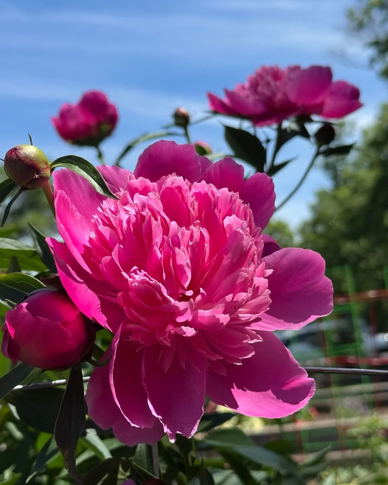 Peony season! The raised used beds @northhillneedham are beginning their seasonal show. Thank you yo all the resident gardeners🙏🏽💐