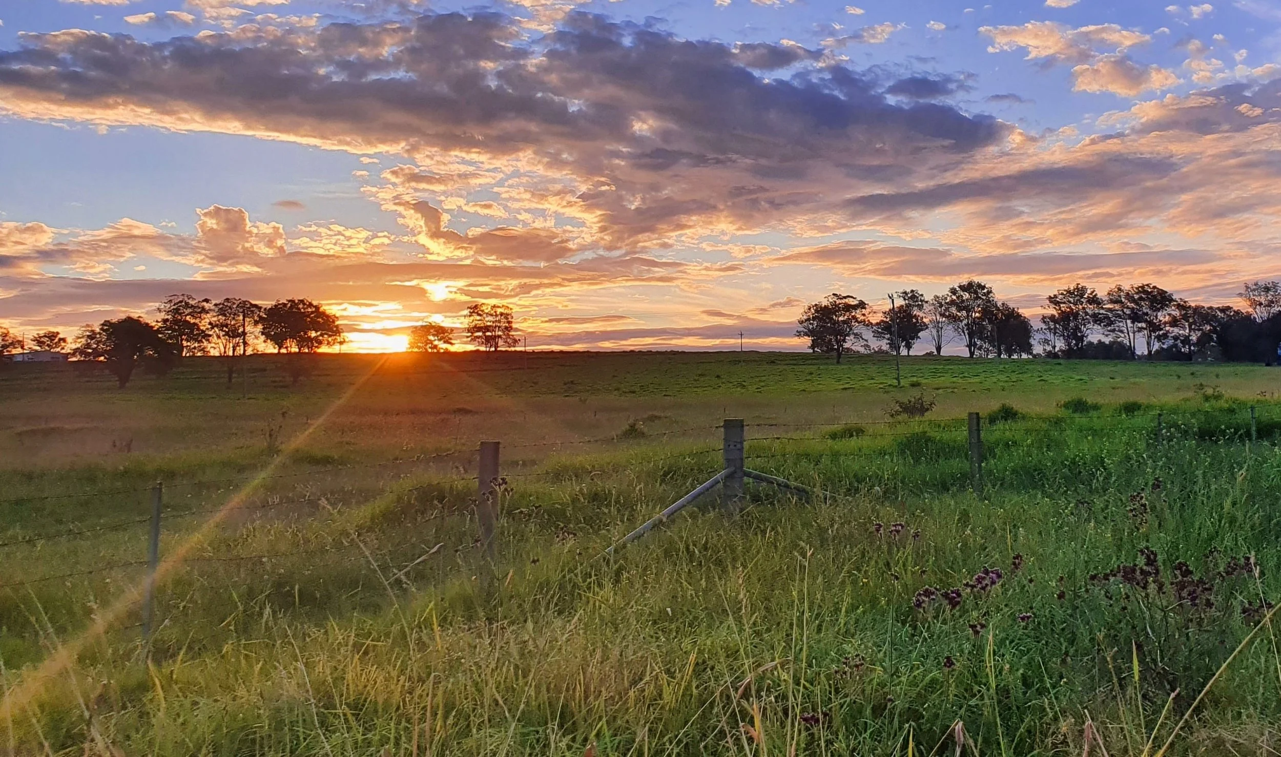 At All Things Elderberry in New Haven, MO