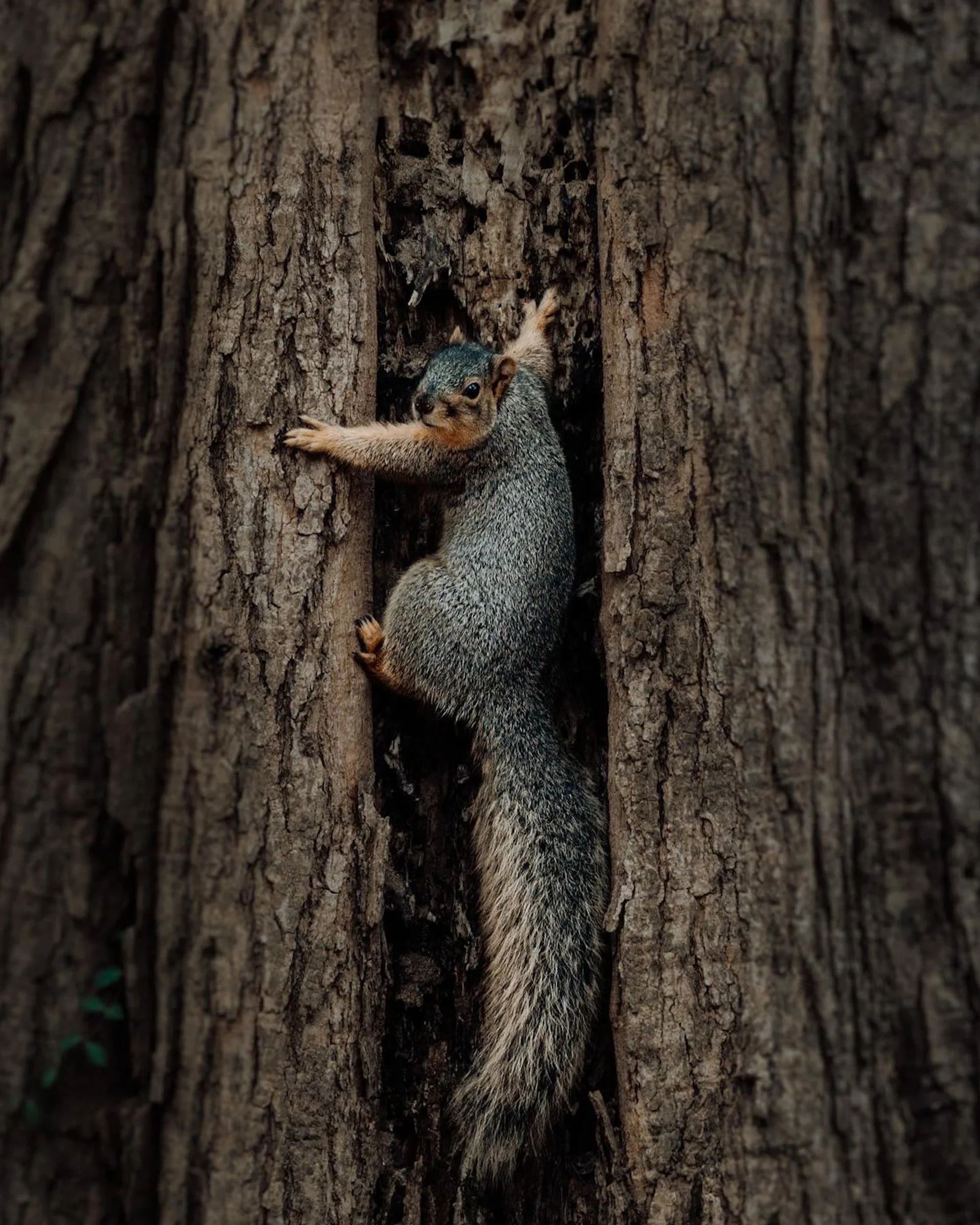 SQUIRREL PRINT READY.jpg