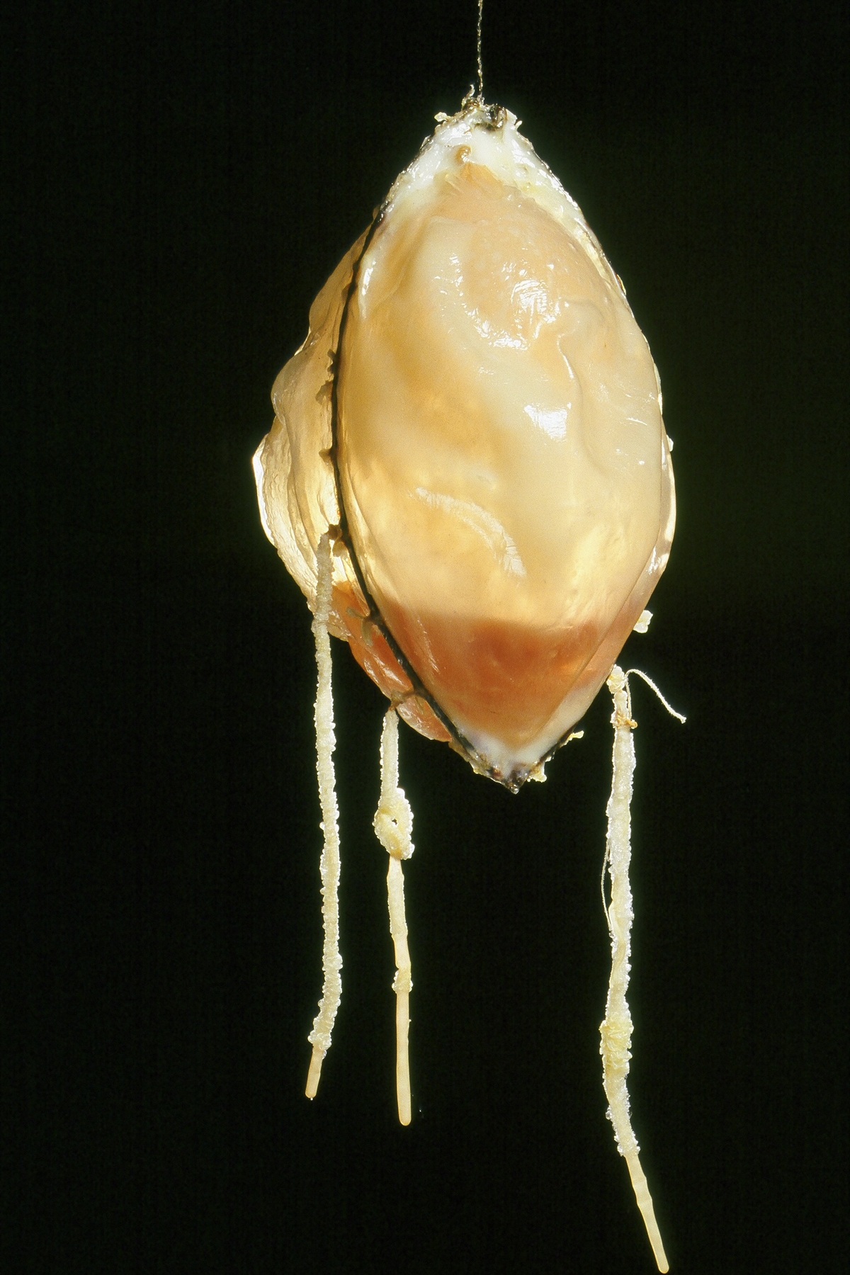 Viceral Metal, rubber, latex, 36” x 14” 1998