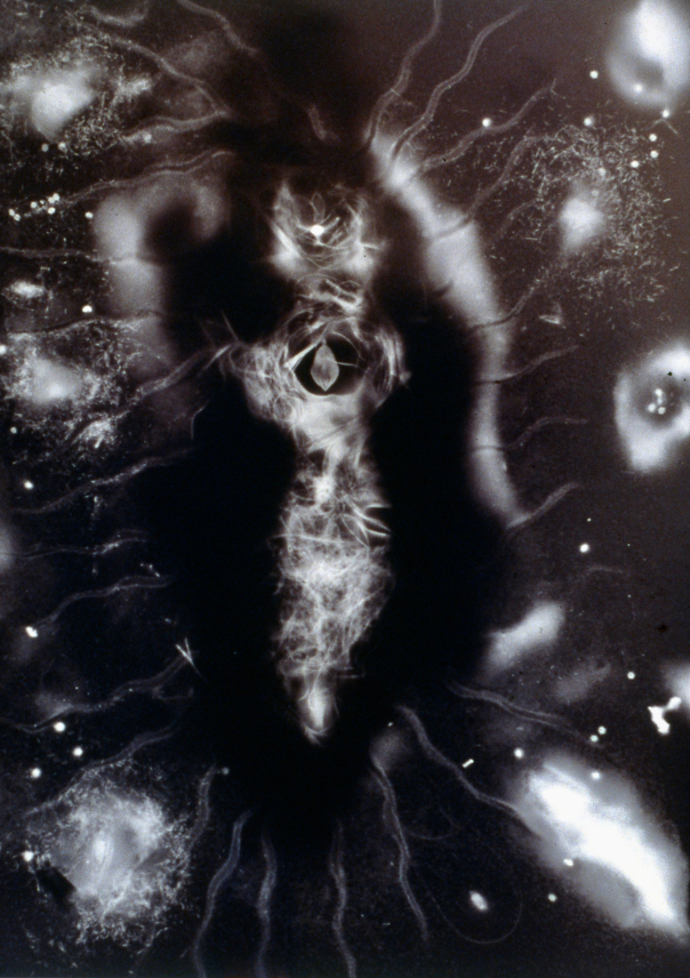 GA016 Gold albumen photogram, 24” x 16”, 1999