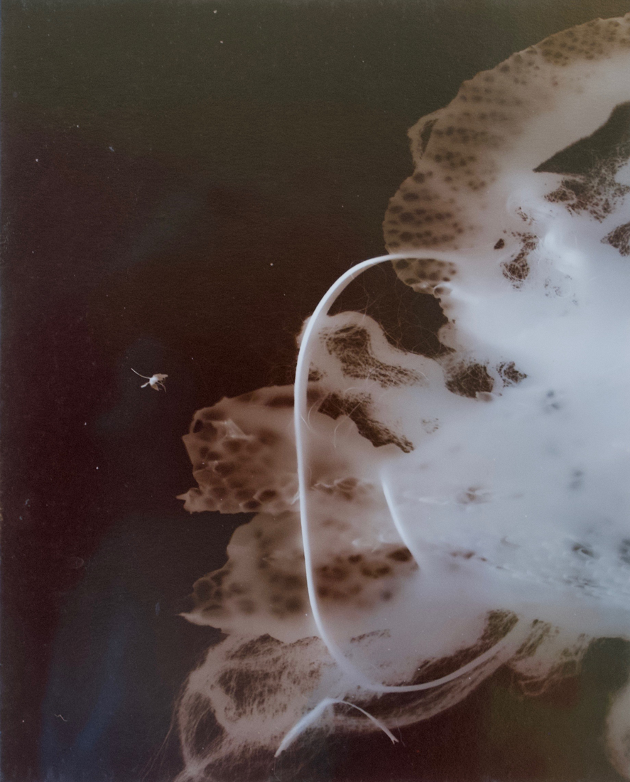 Framed 2 Gold albumen photogram, 24” x 16” 2000