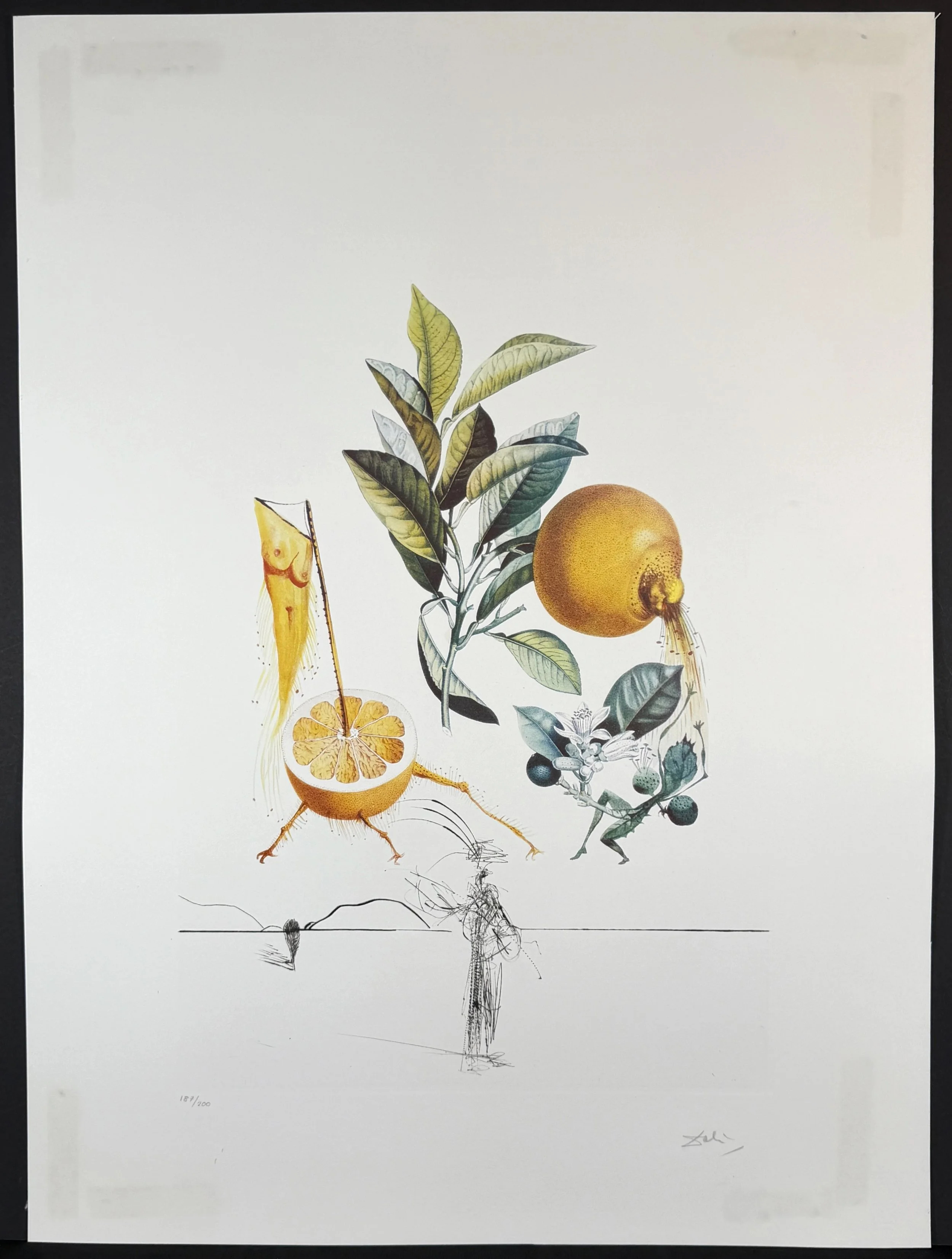 FlorDali/Les Fruits Grapefruit