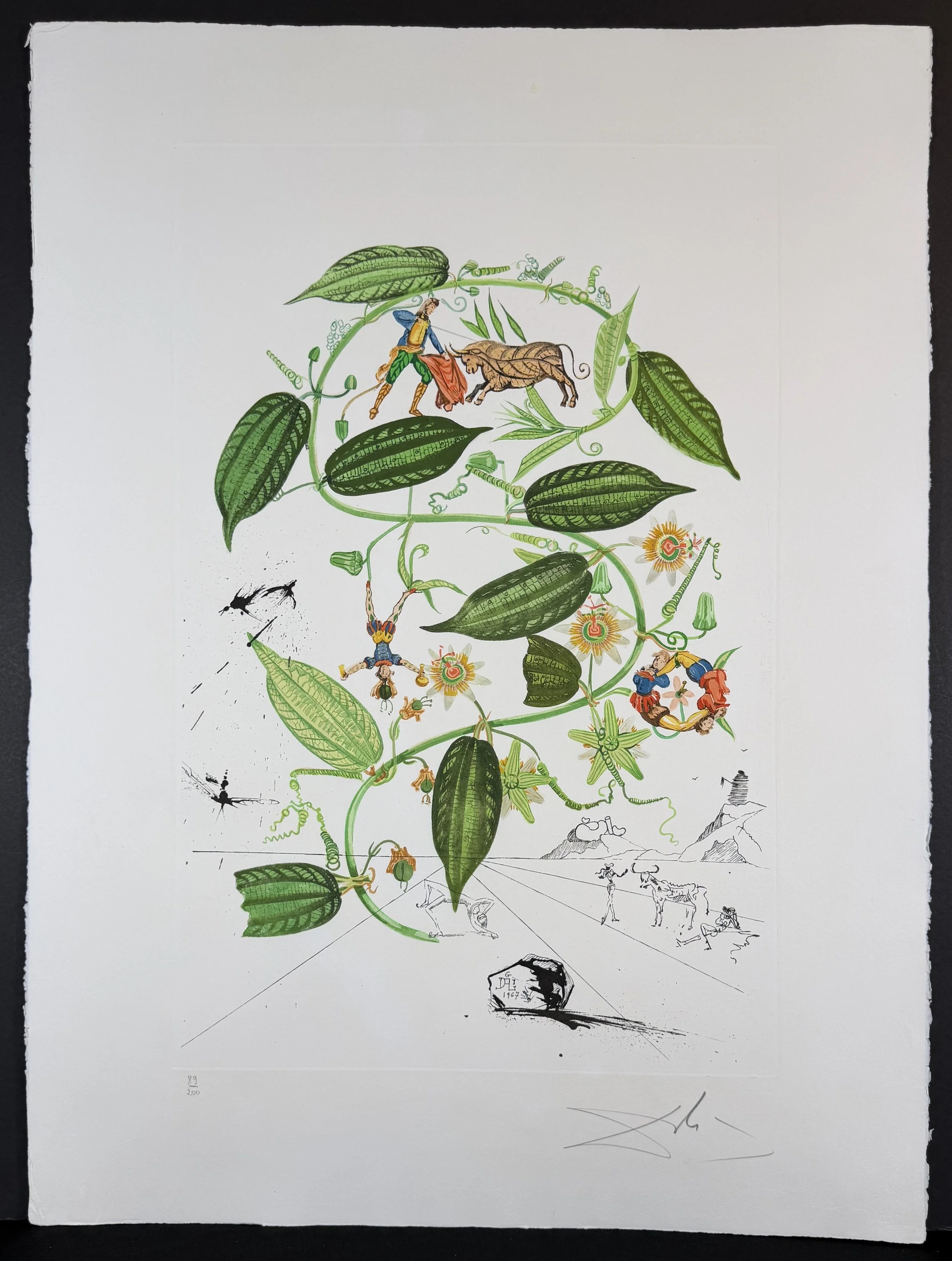 Flora Dalinae Passionflower