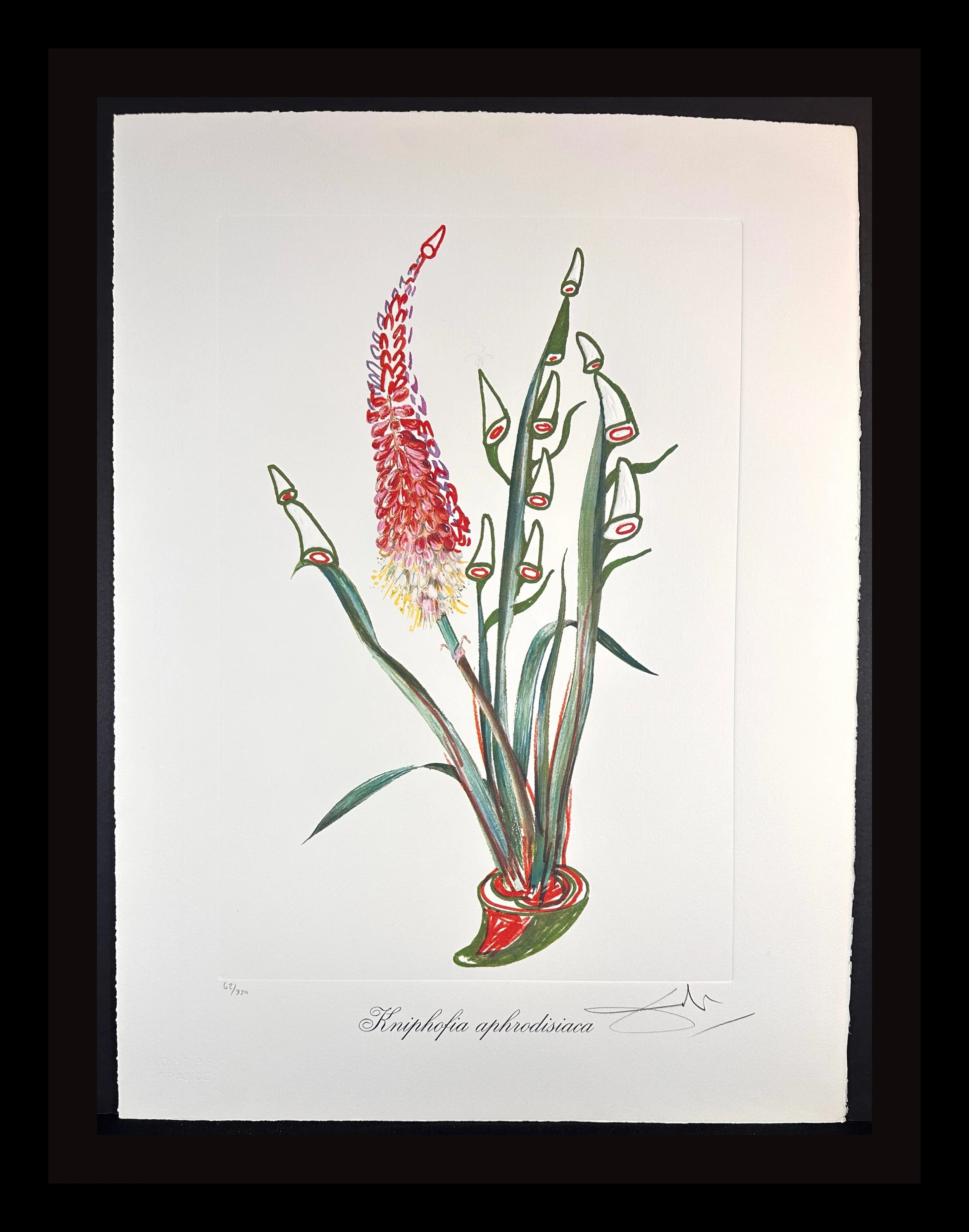 Florals Rhinoceros Stock
