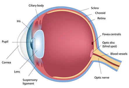 human-eye-anatomy.jpg