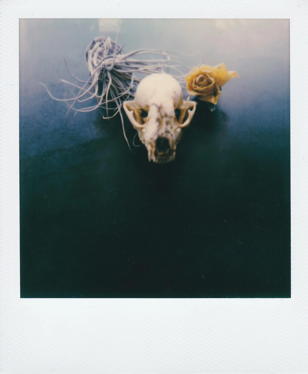 decay 1 by corinne engstrom.jpeg