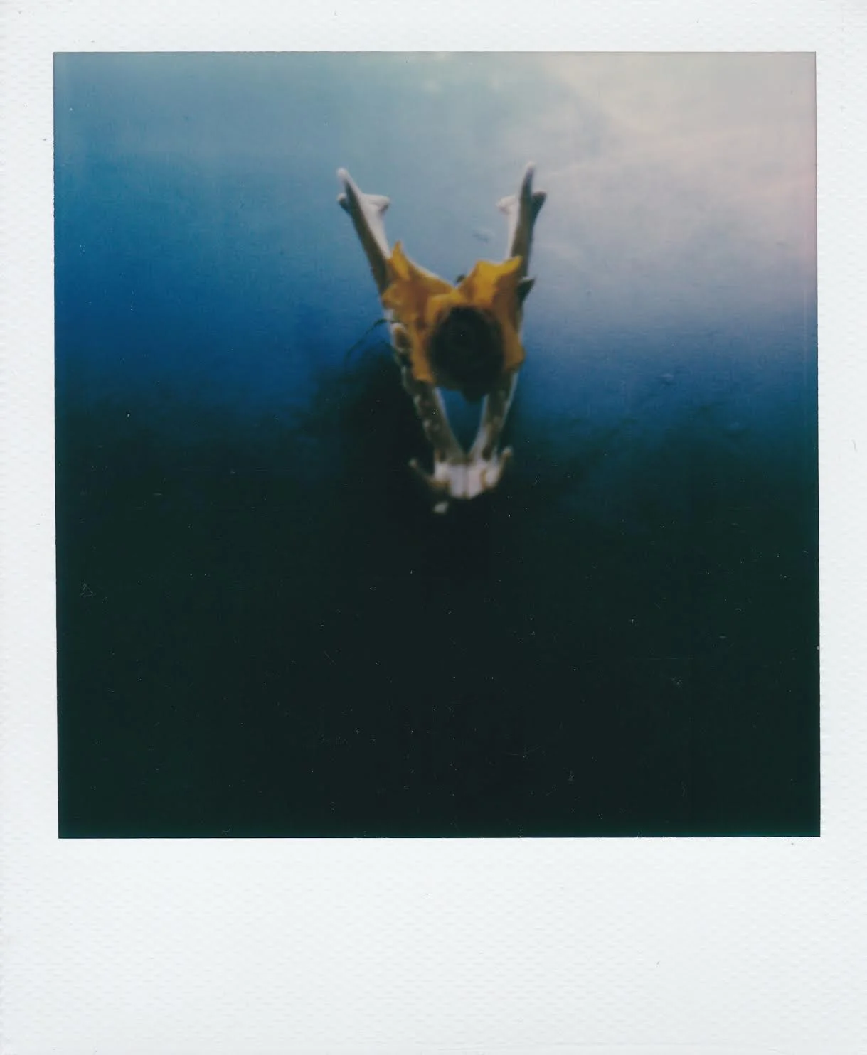 decay 3 corinne engstrom.jpeg