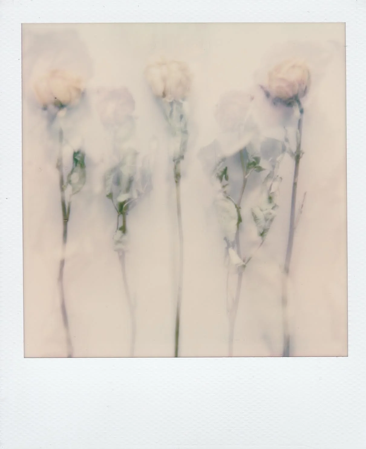 bloom 1 by corinne engstrom.jpeg