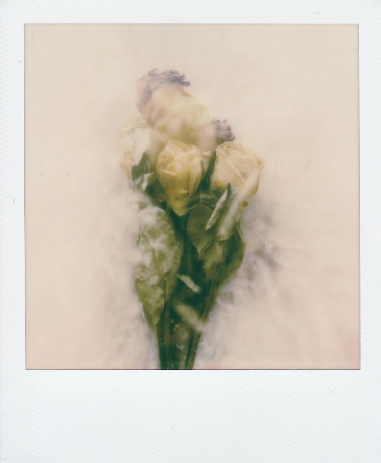 bloom 2 by corinne engstrom.jpeg