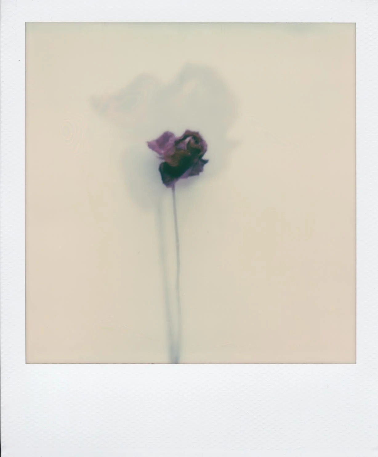 bloom 3 by corinne engstrom.jpeg