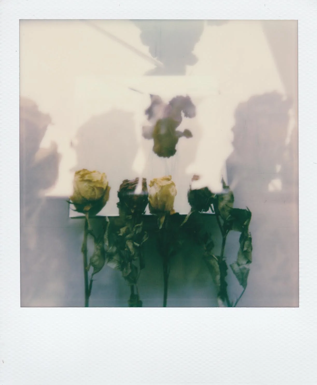 bloom 5 by corinne engstrom.jpeg