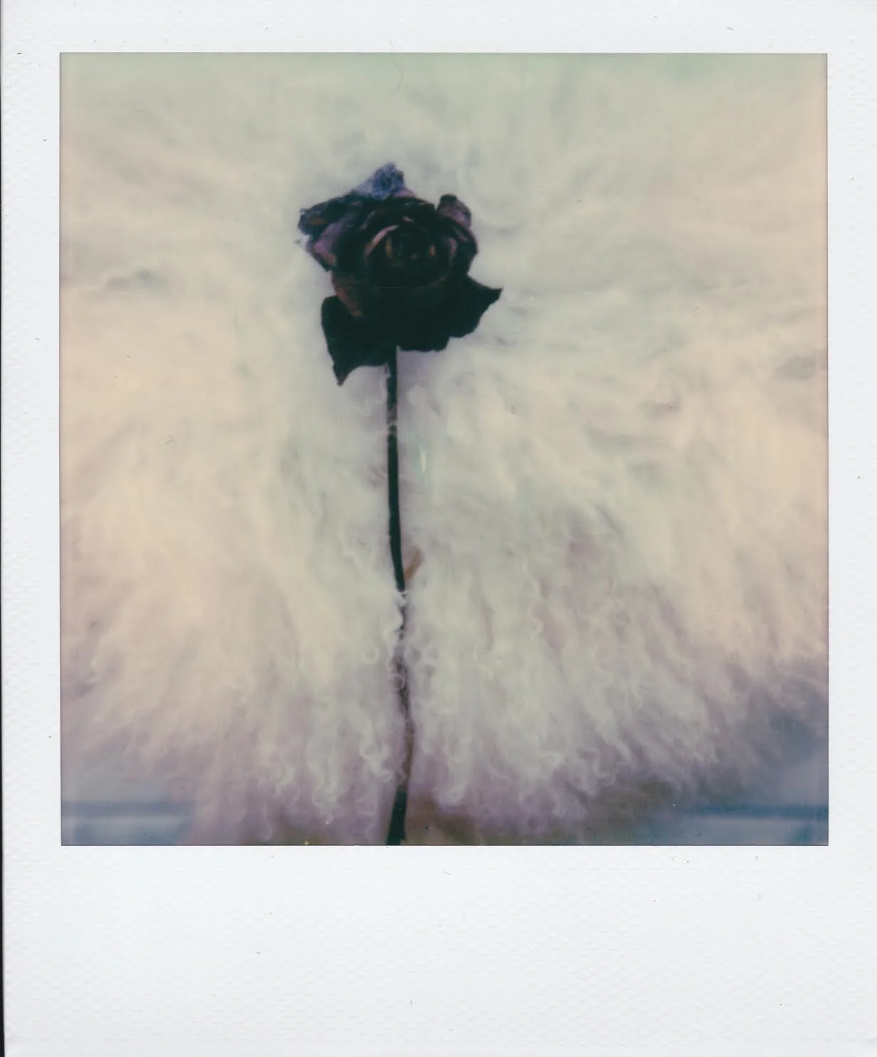 bloom 4 by corinne engstrom.jpeg