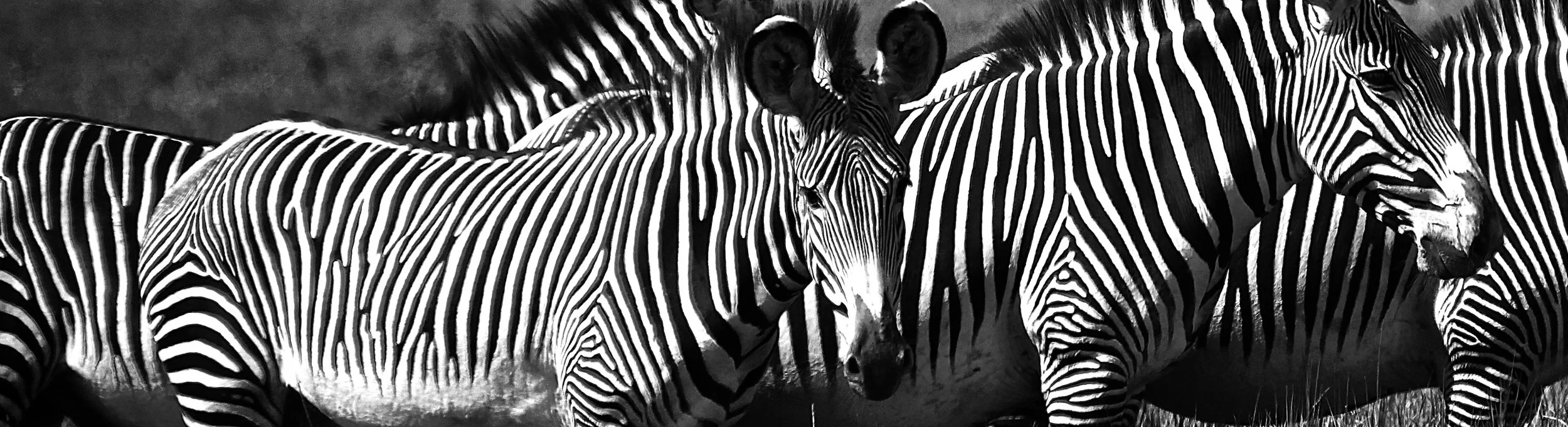 Zebra Crossing