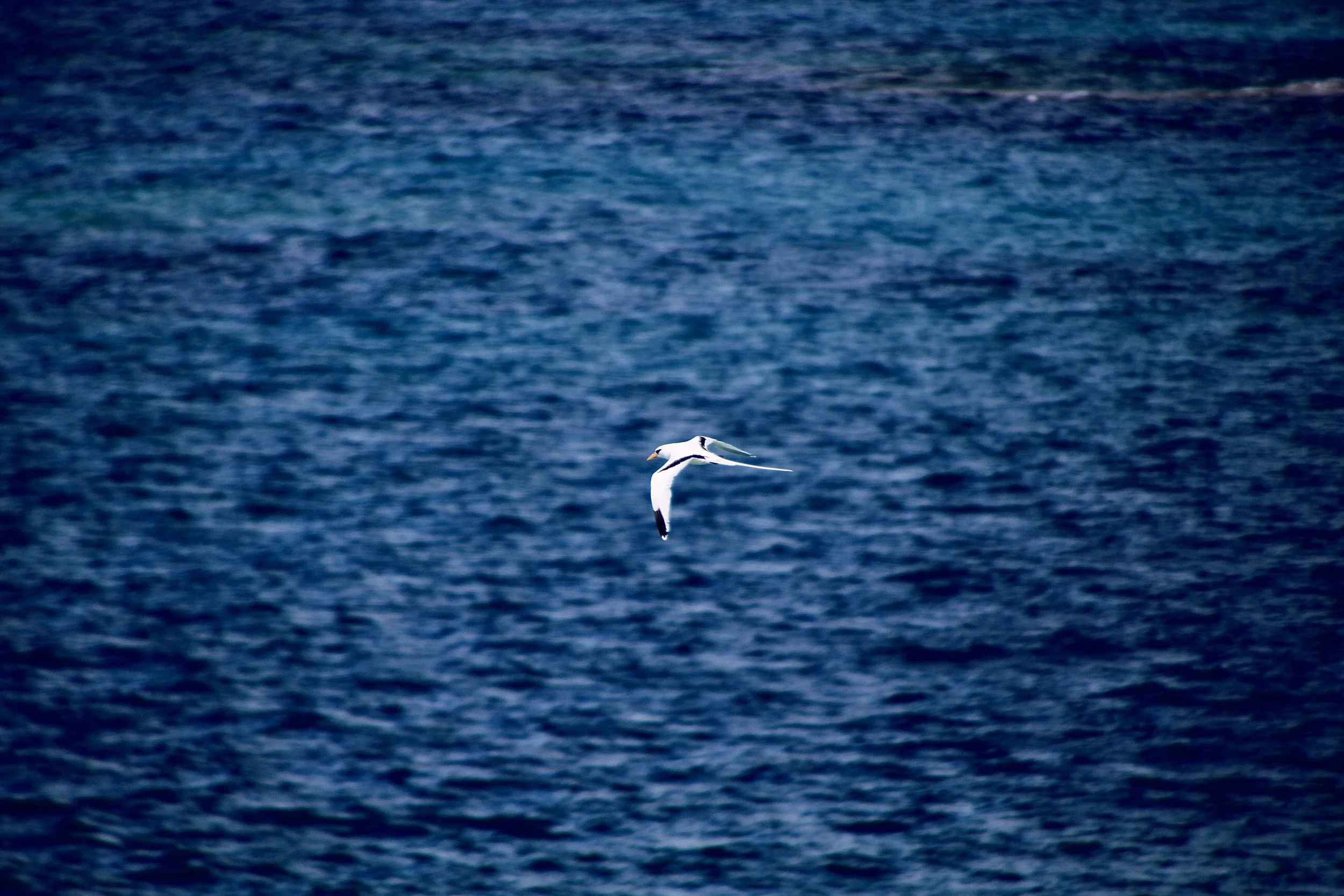 Bermuda Longtail