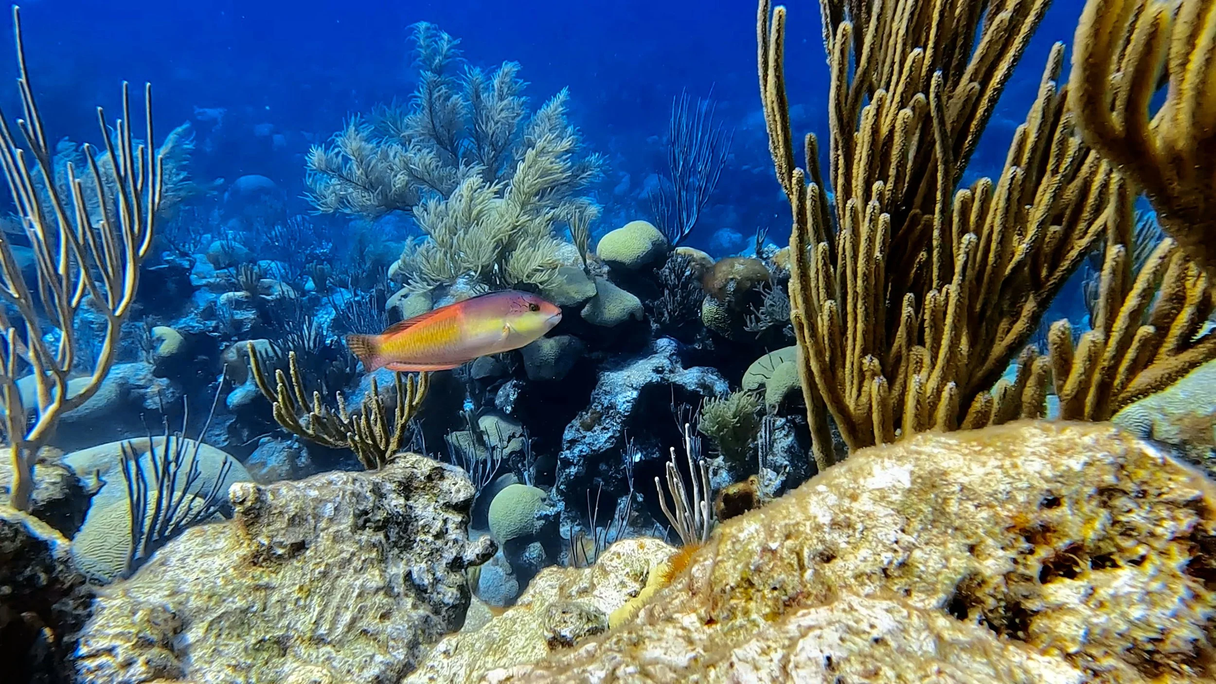 Yellow Headed Wrasse
