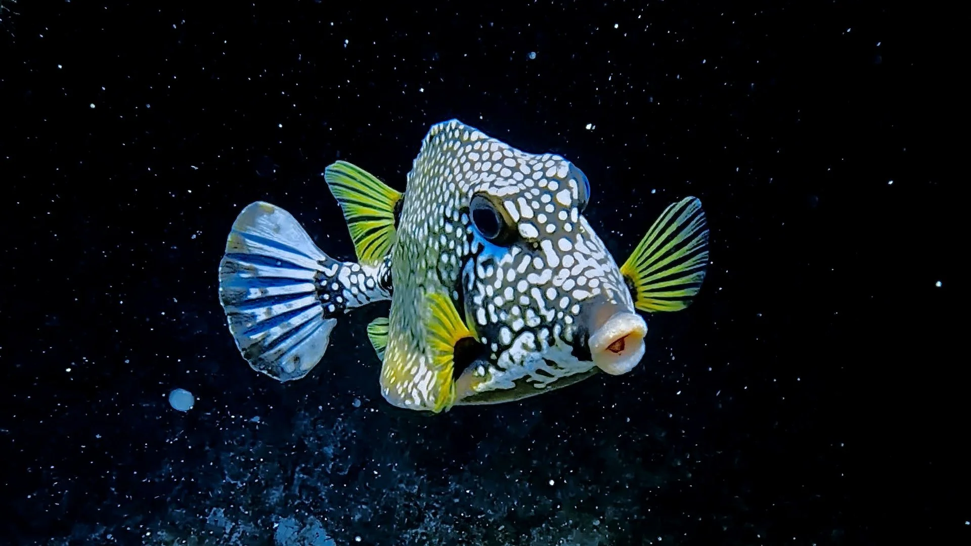 Smooth Trunkfish