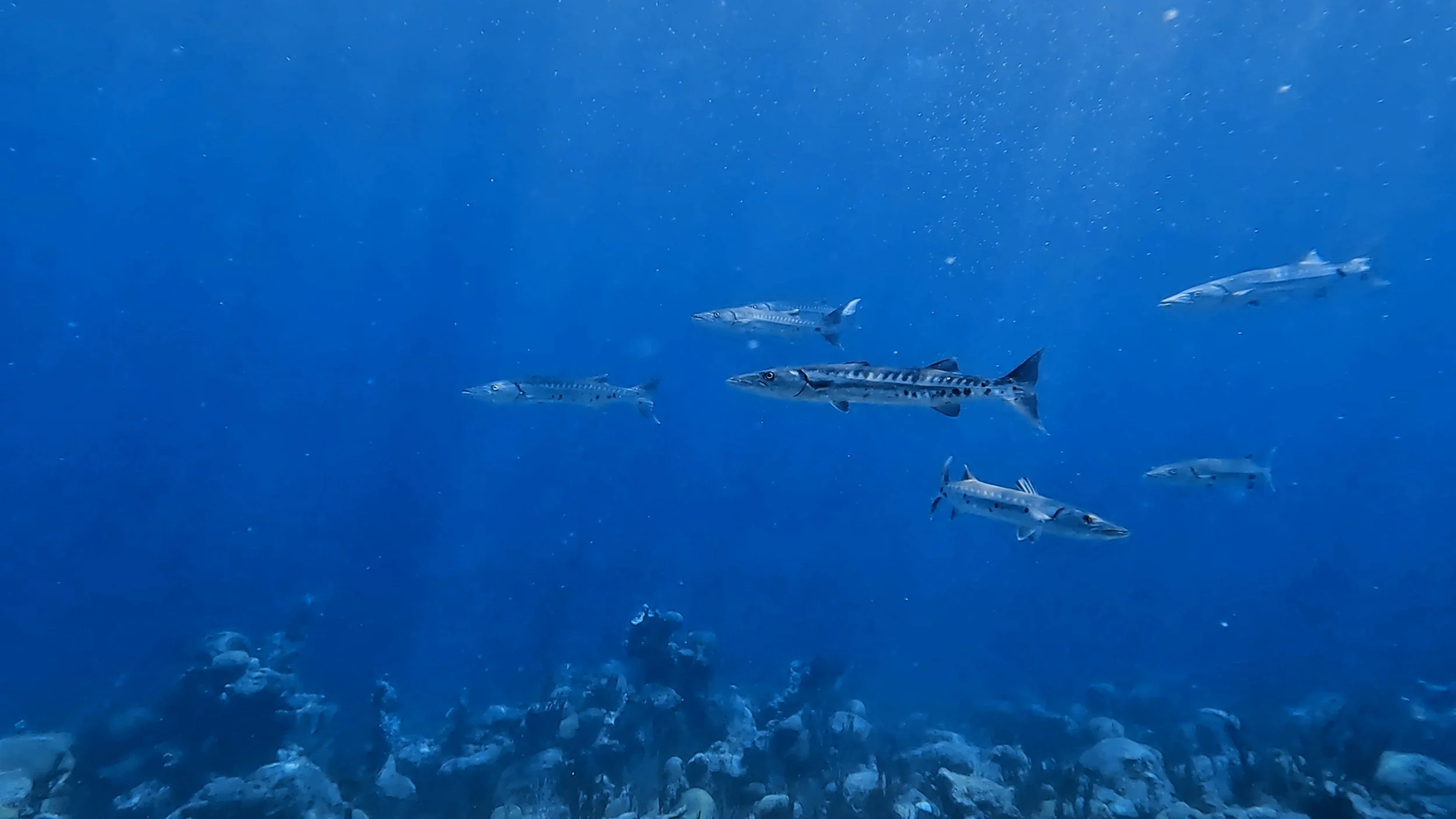 Barracuda...