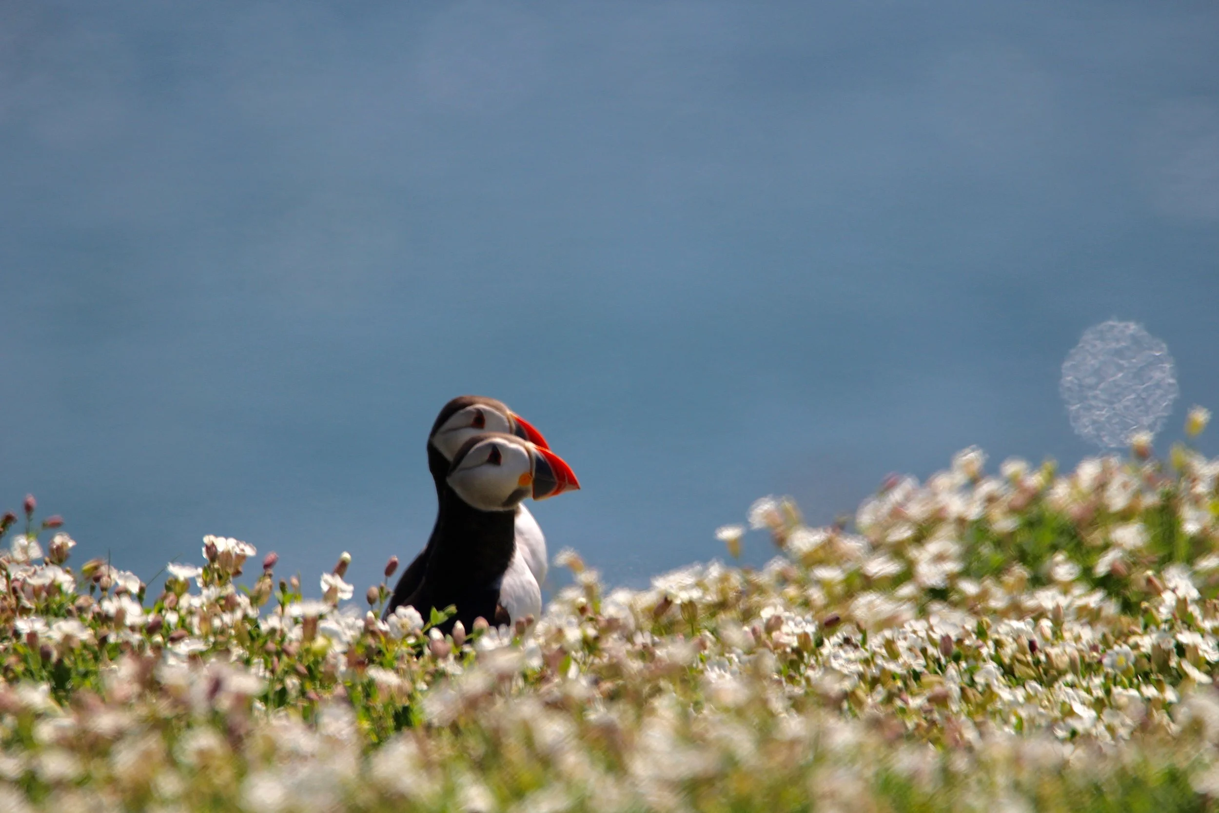 Watchers in the Green