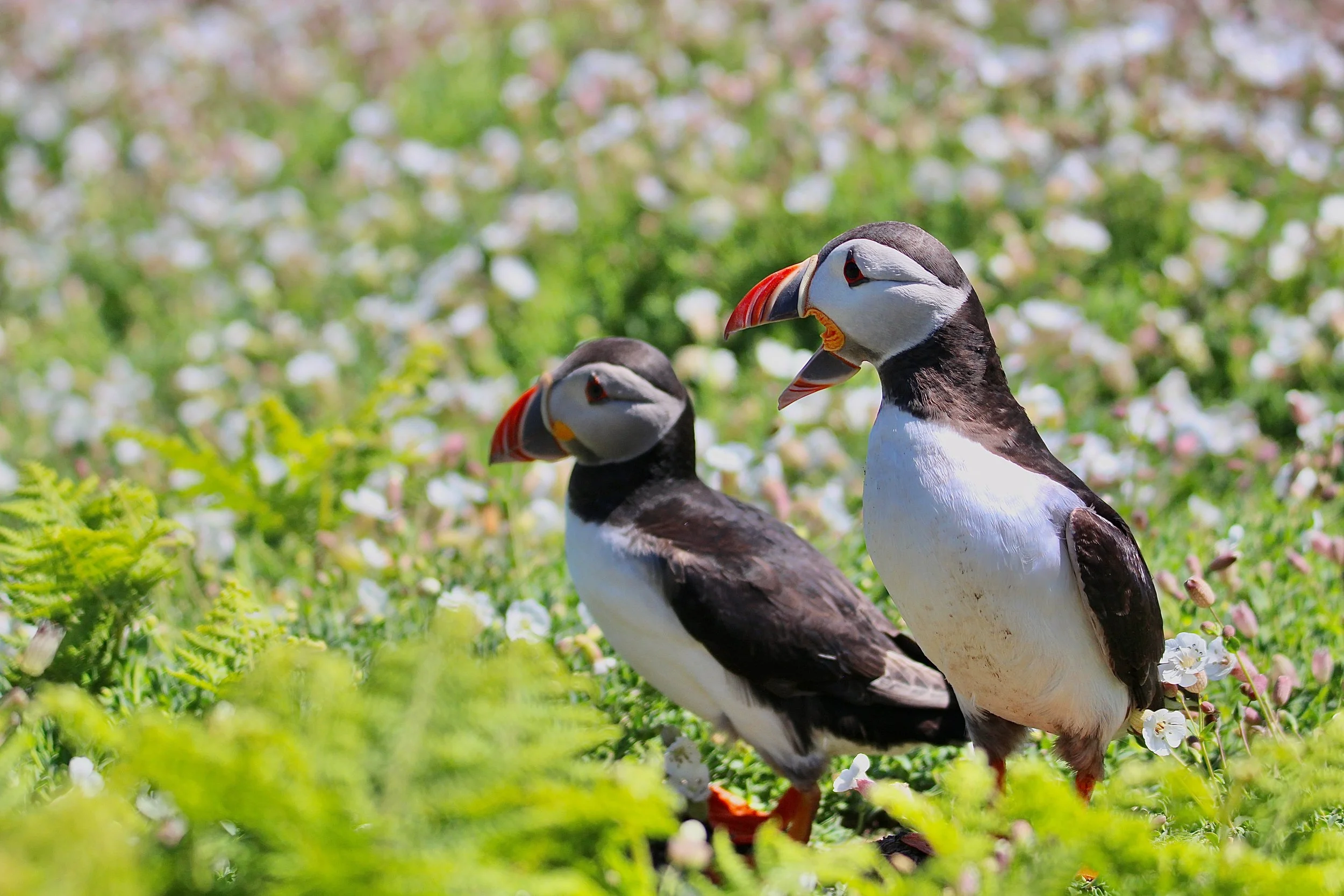 Debate on the Clifftop