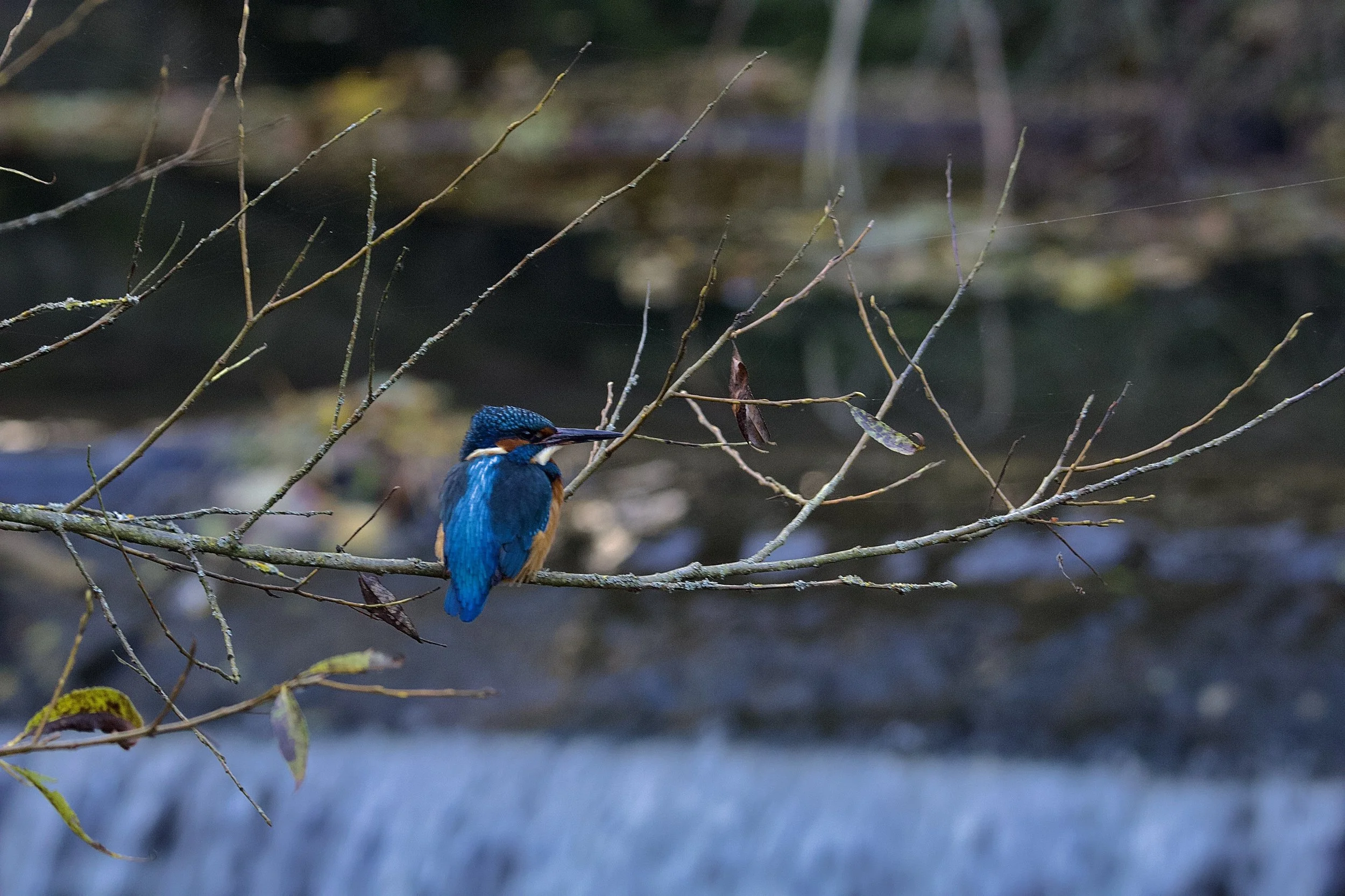 Blue Above the Falls