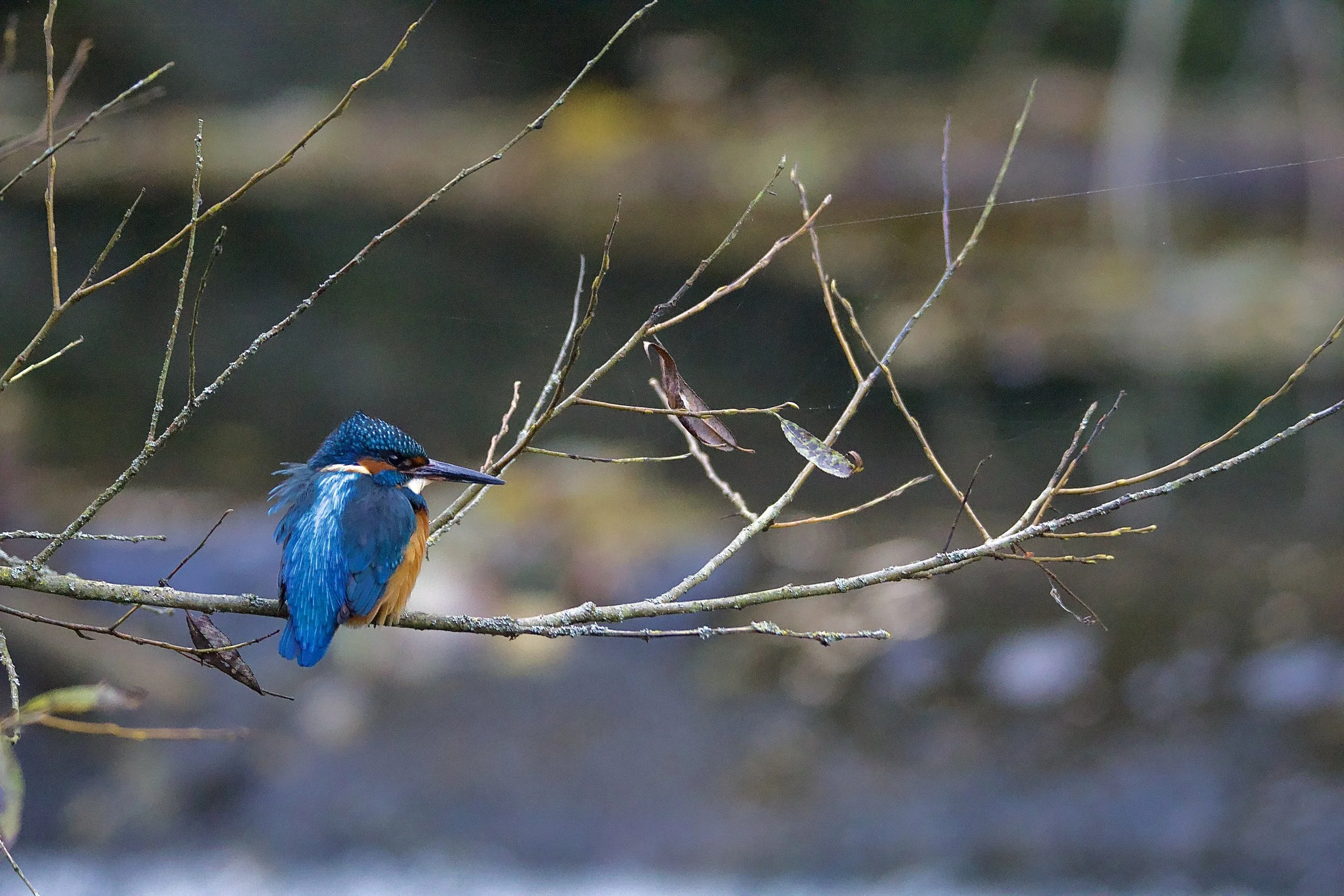 Feathers of Ice and Fire