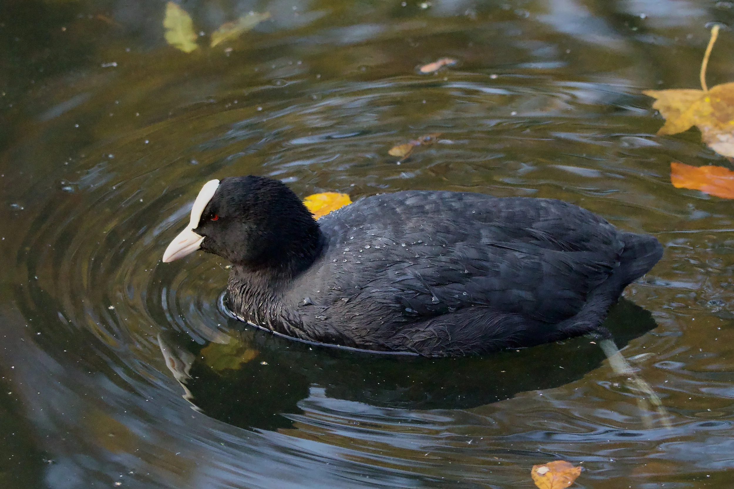 Crimson Eye Coot