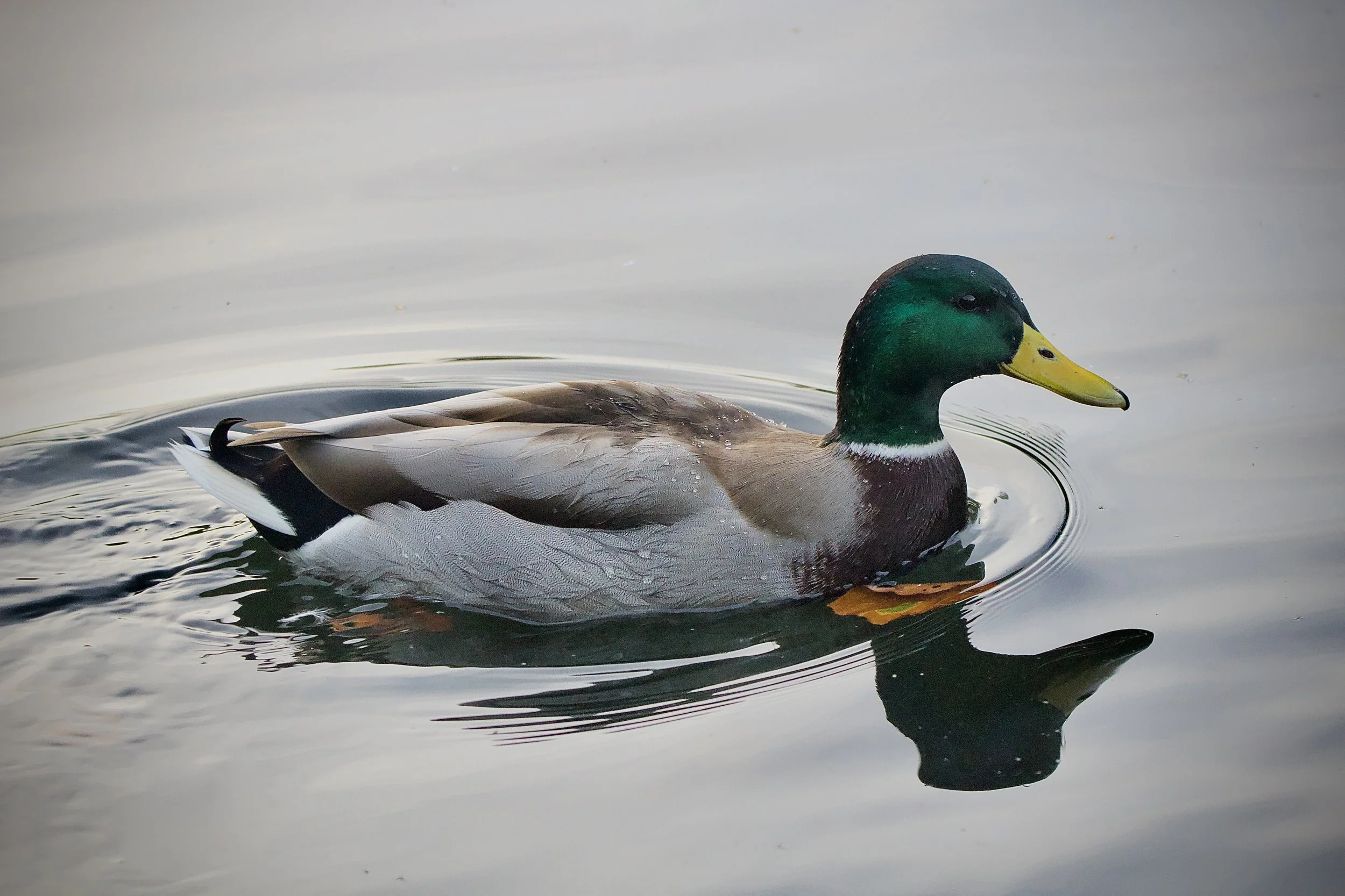 Mallard Mirror