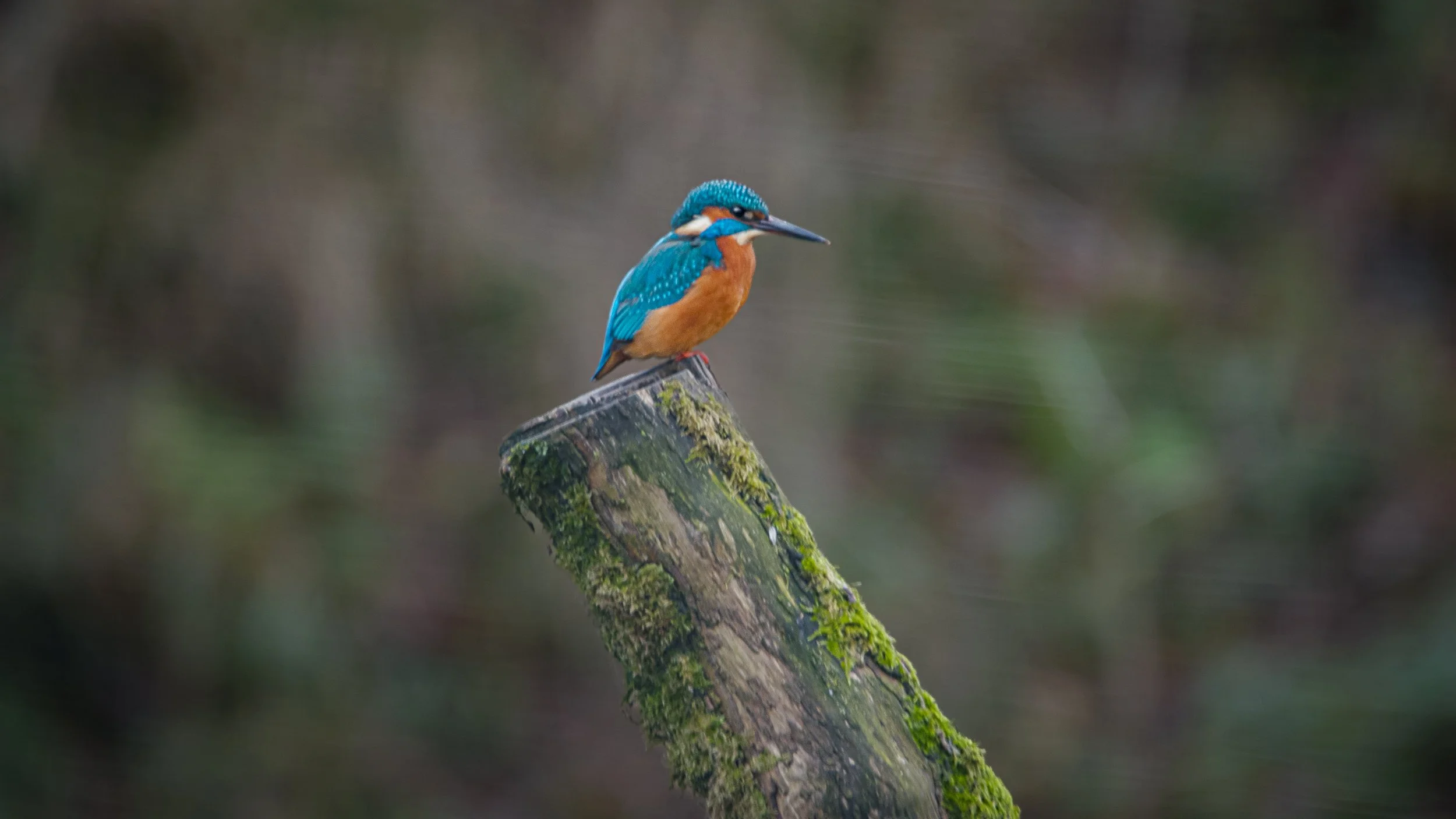 Kingfisher2.jpg