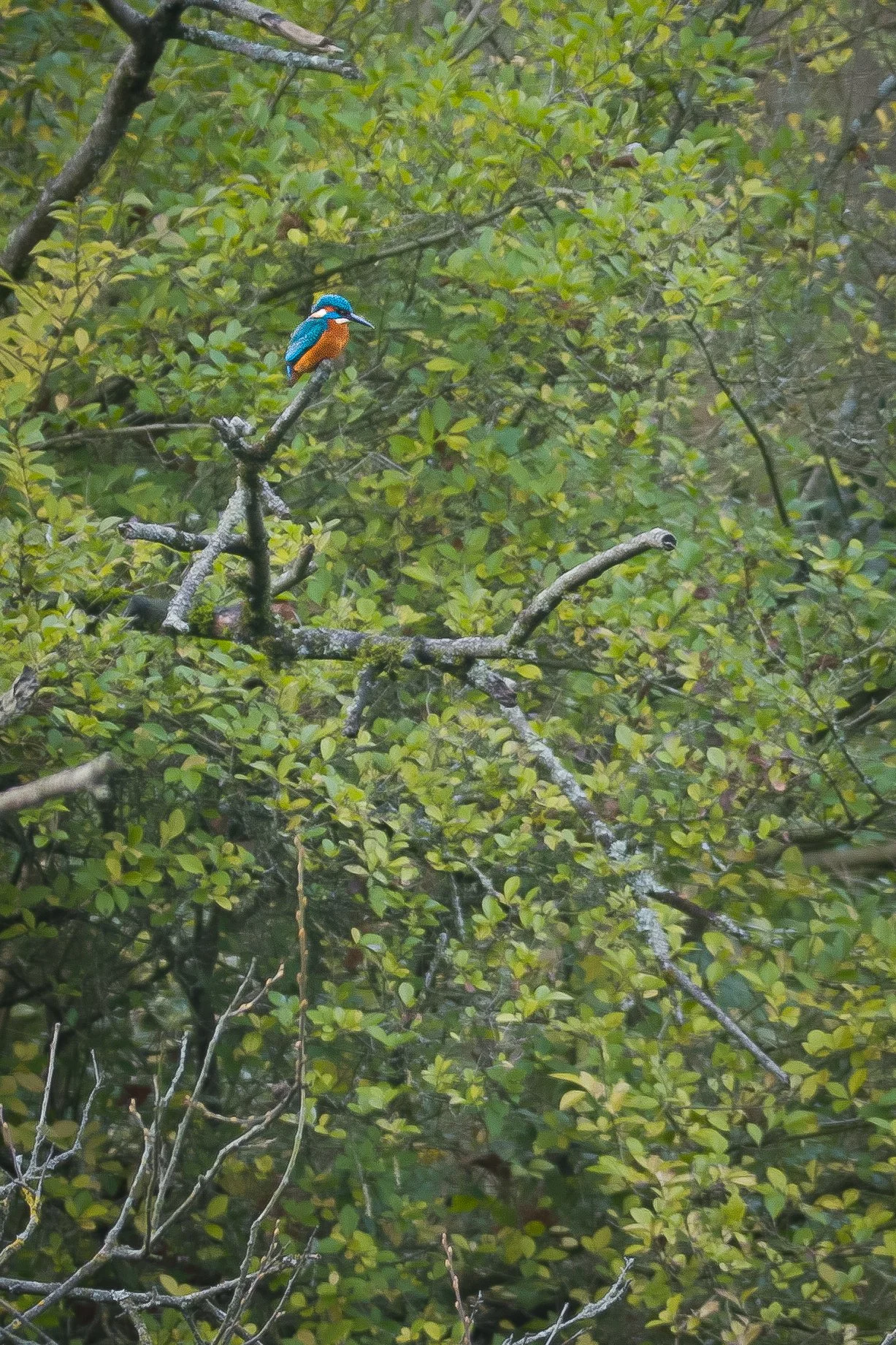 Tiny Jewel of the Lake