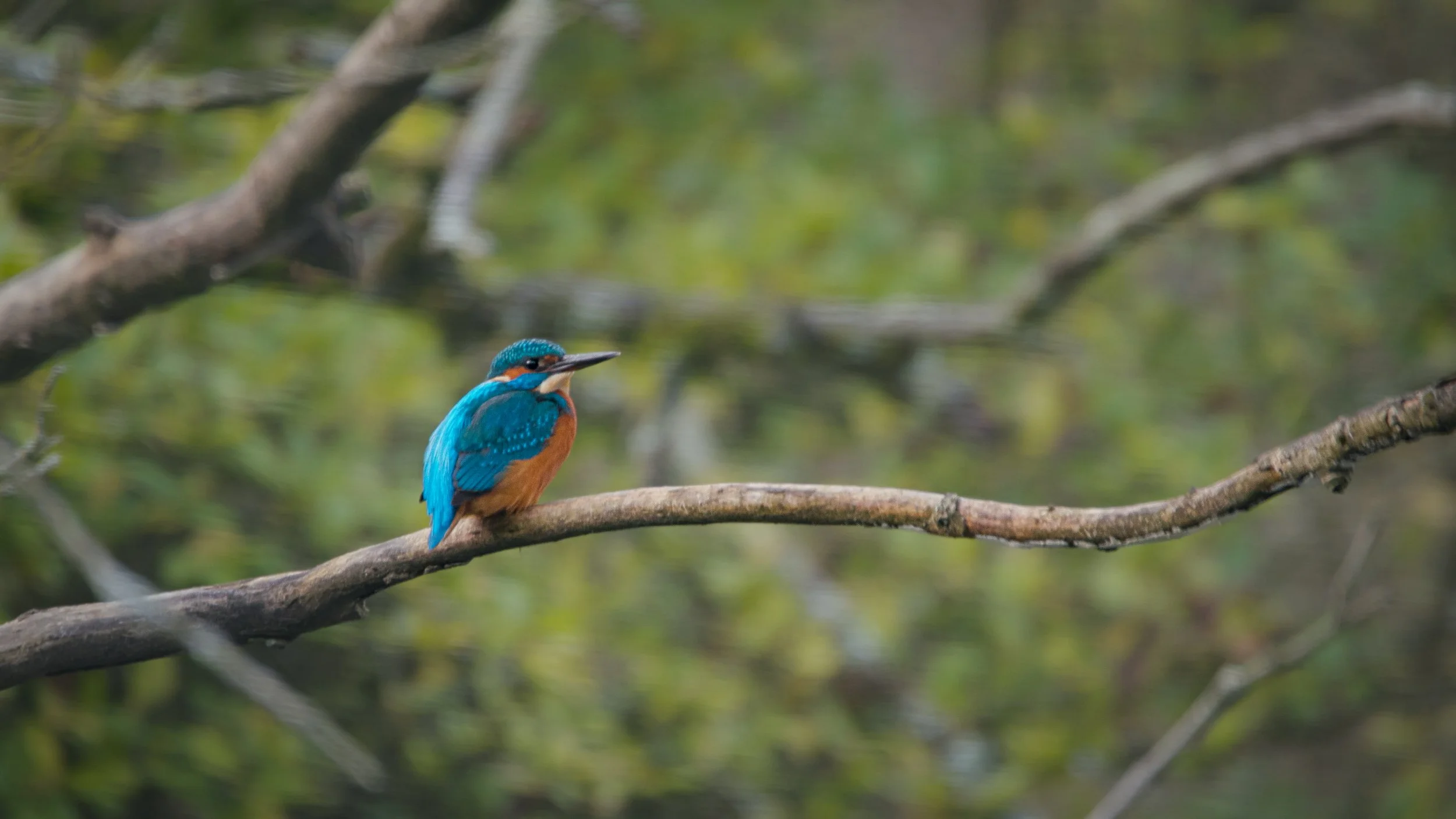 Kingfisher5.jpg