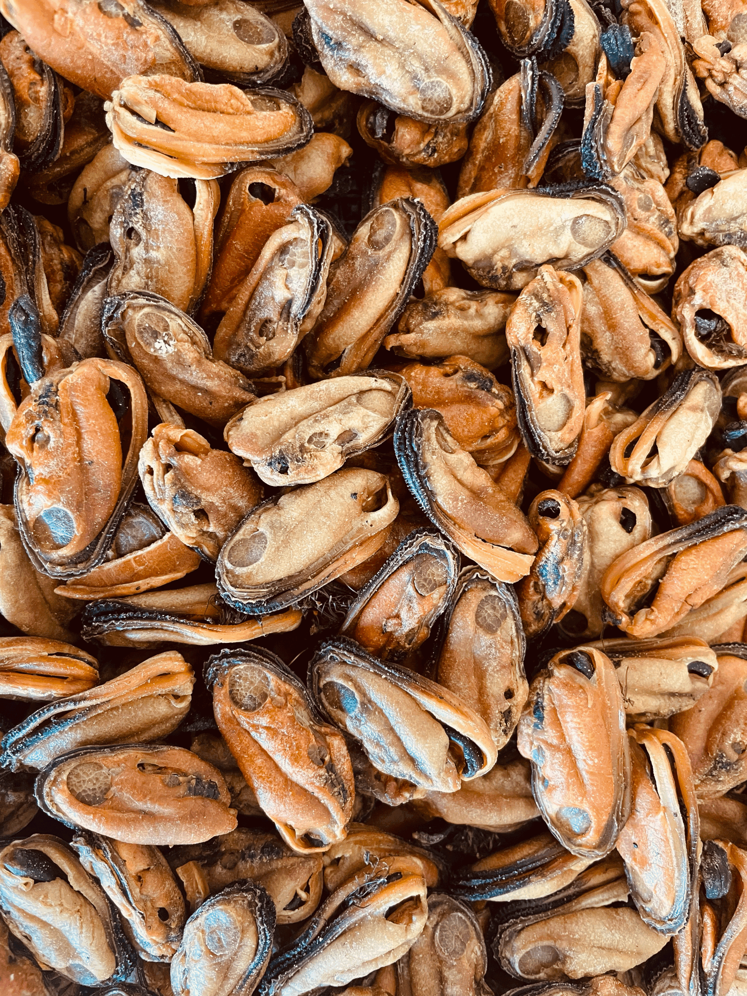 Green Lipped Mussels