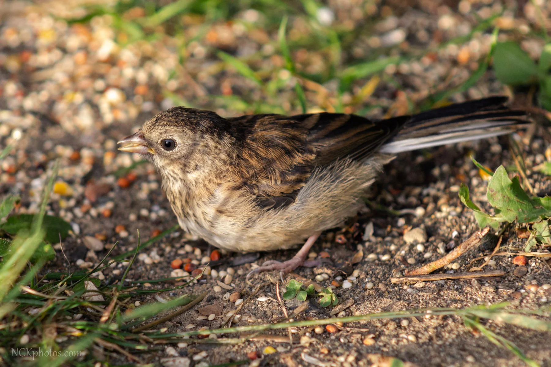 Dark eyed Junco