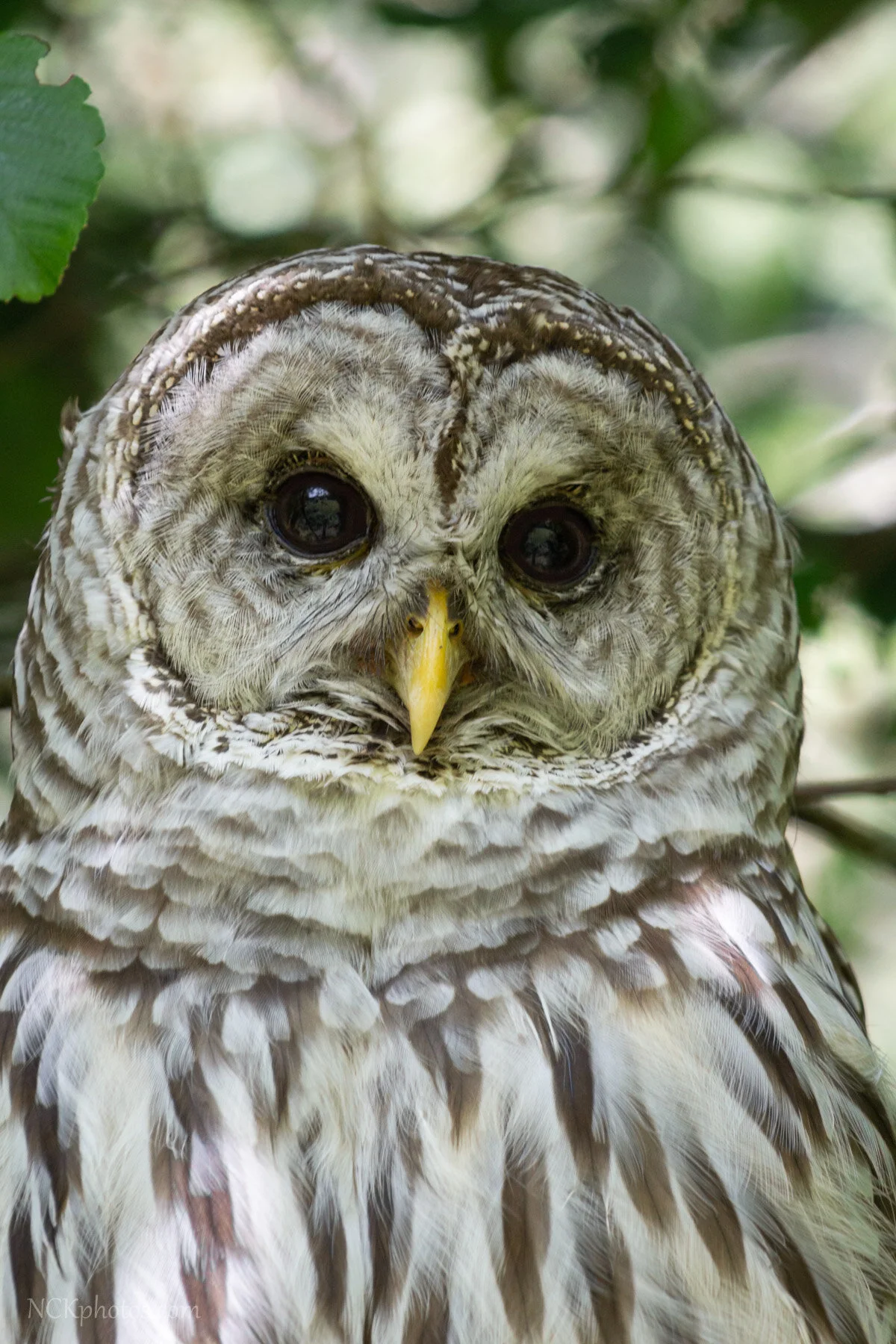 Omens IMG_9260-3.jpg