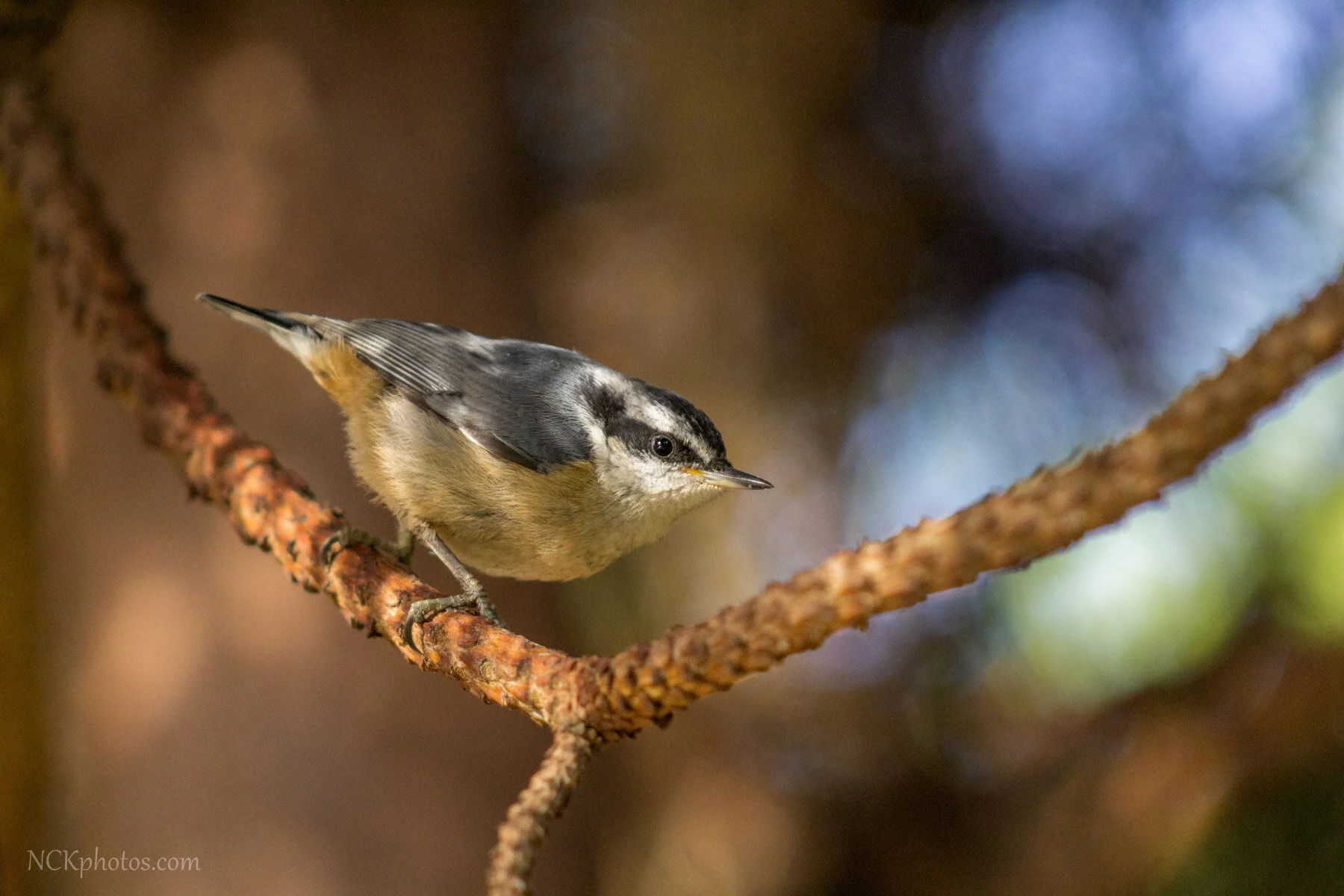summer perched IMG_6183-3.jpg