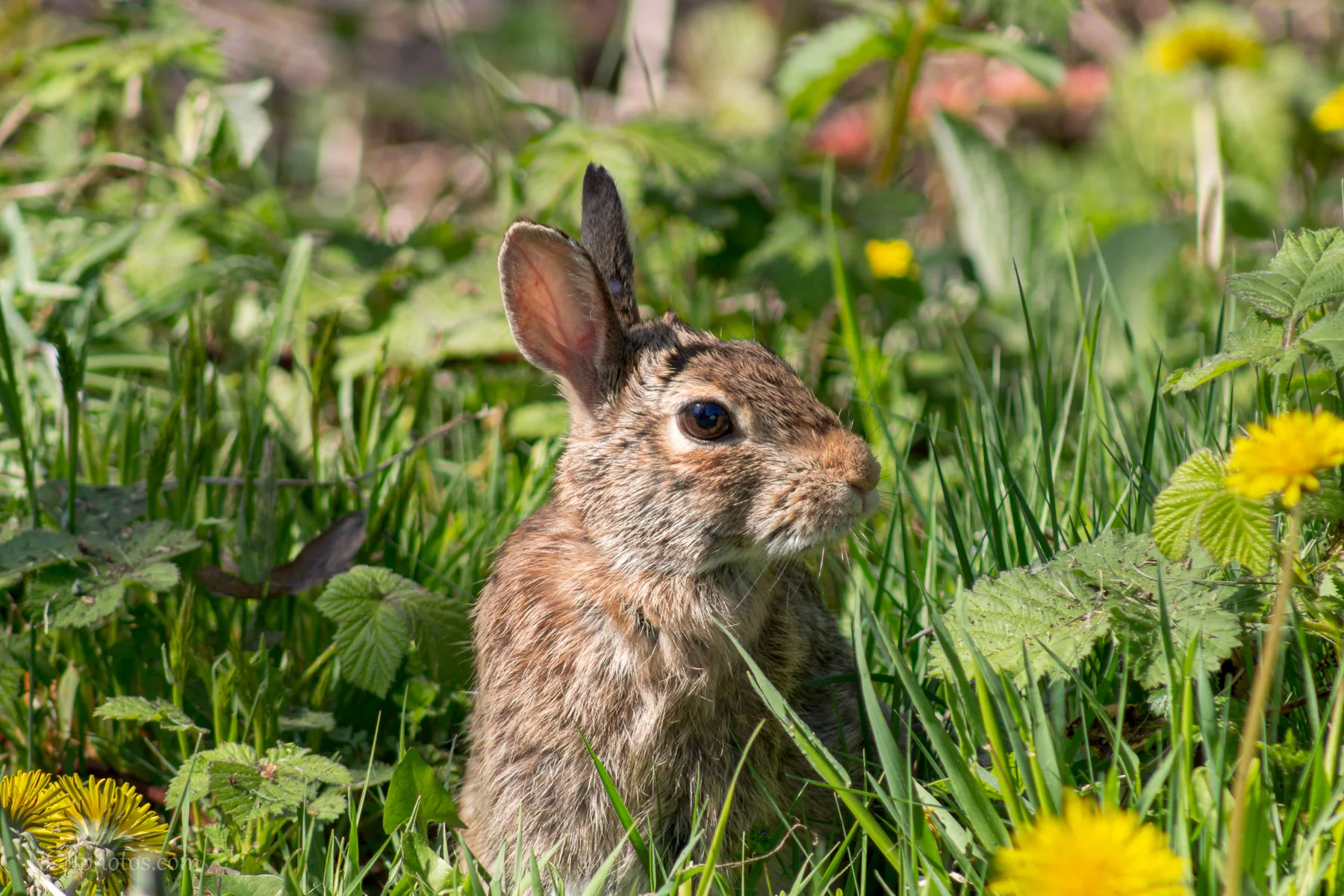 Eastern Cottontail