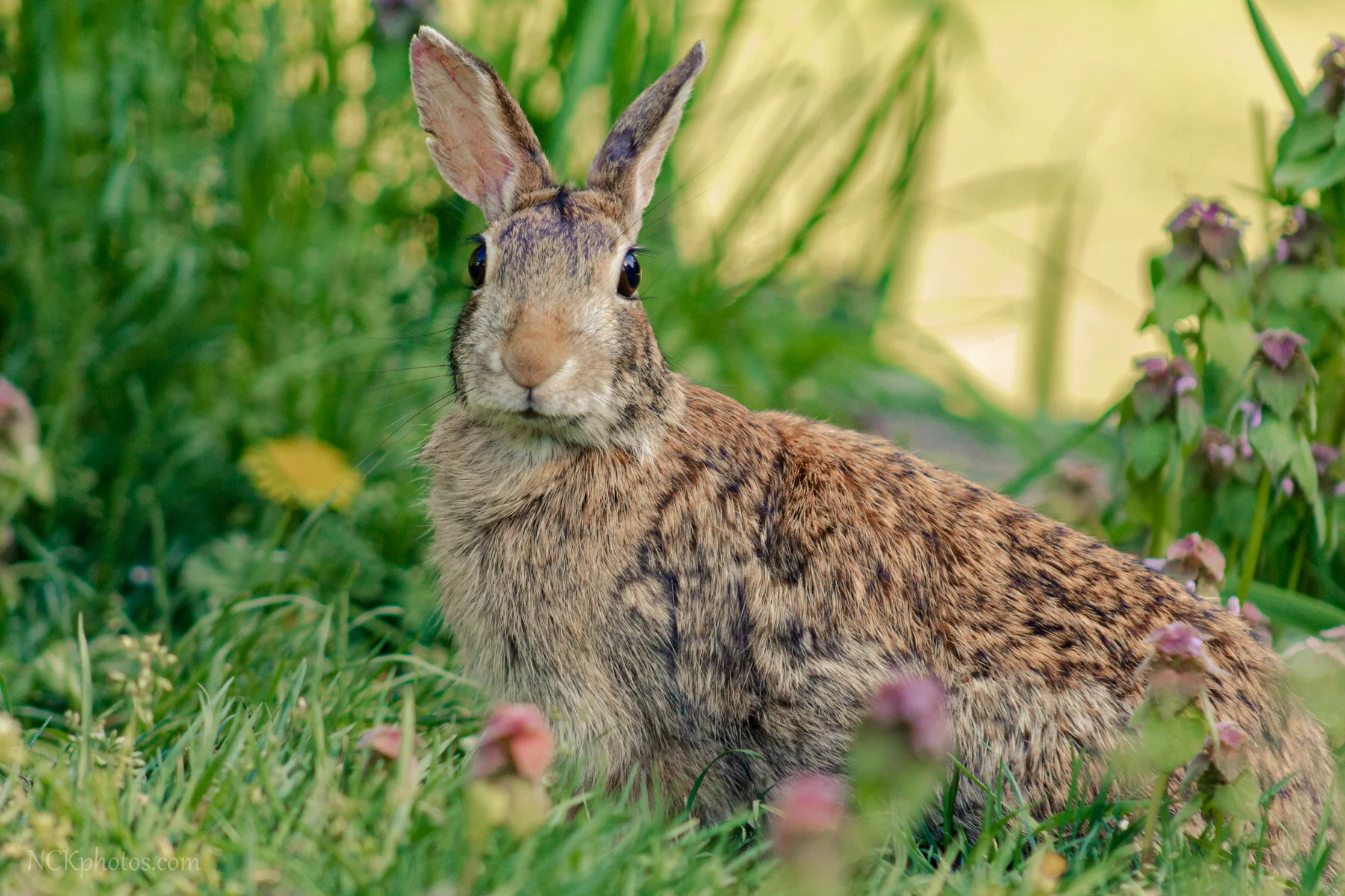 Spring cottontail IMG_4768-3.jpg