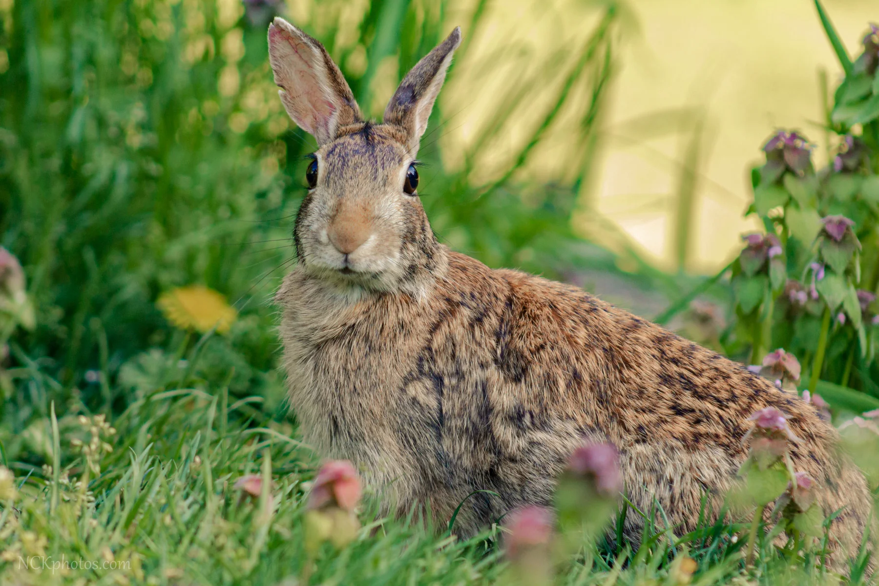spring cottontail