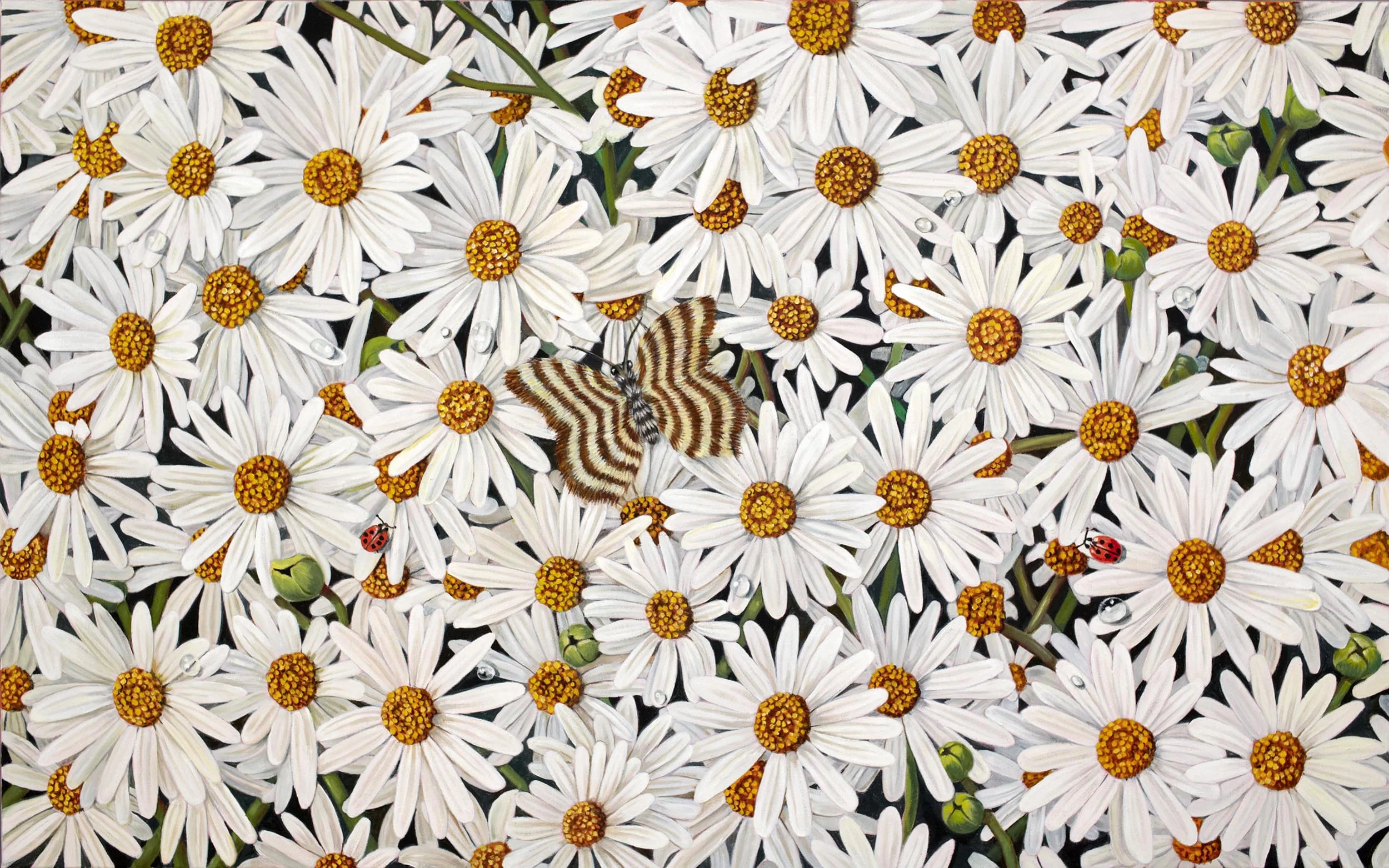 Cottage Daisies, 24 x 36 inches