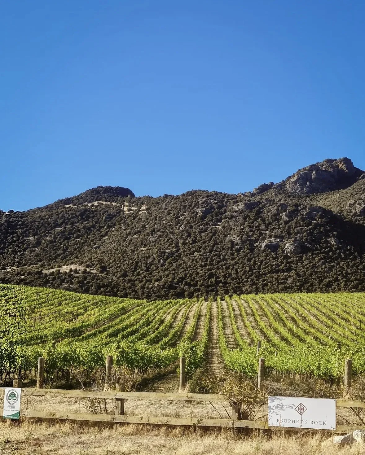 Prophets Rock Home Vineyard.jpg
