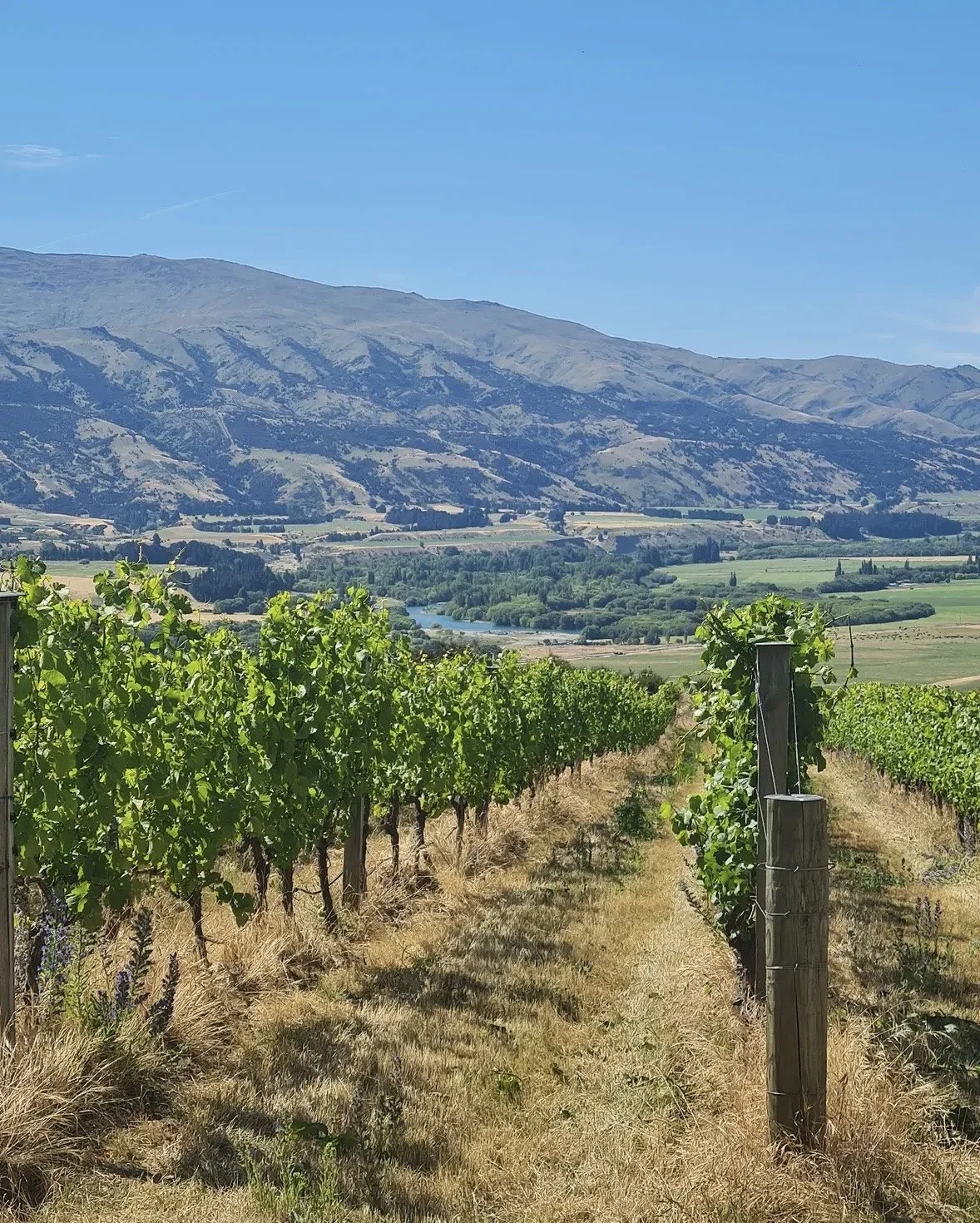 Prophets Rock Vineyard View.jpg