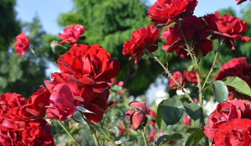Persian-Invention-Roses-NICA.jpg